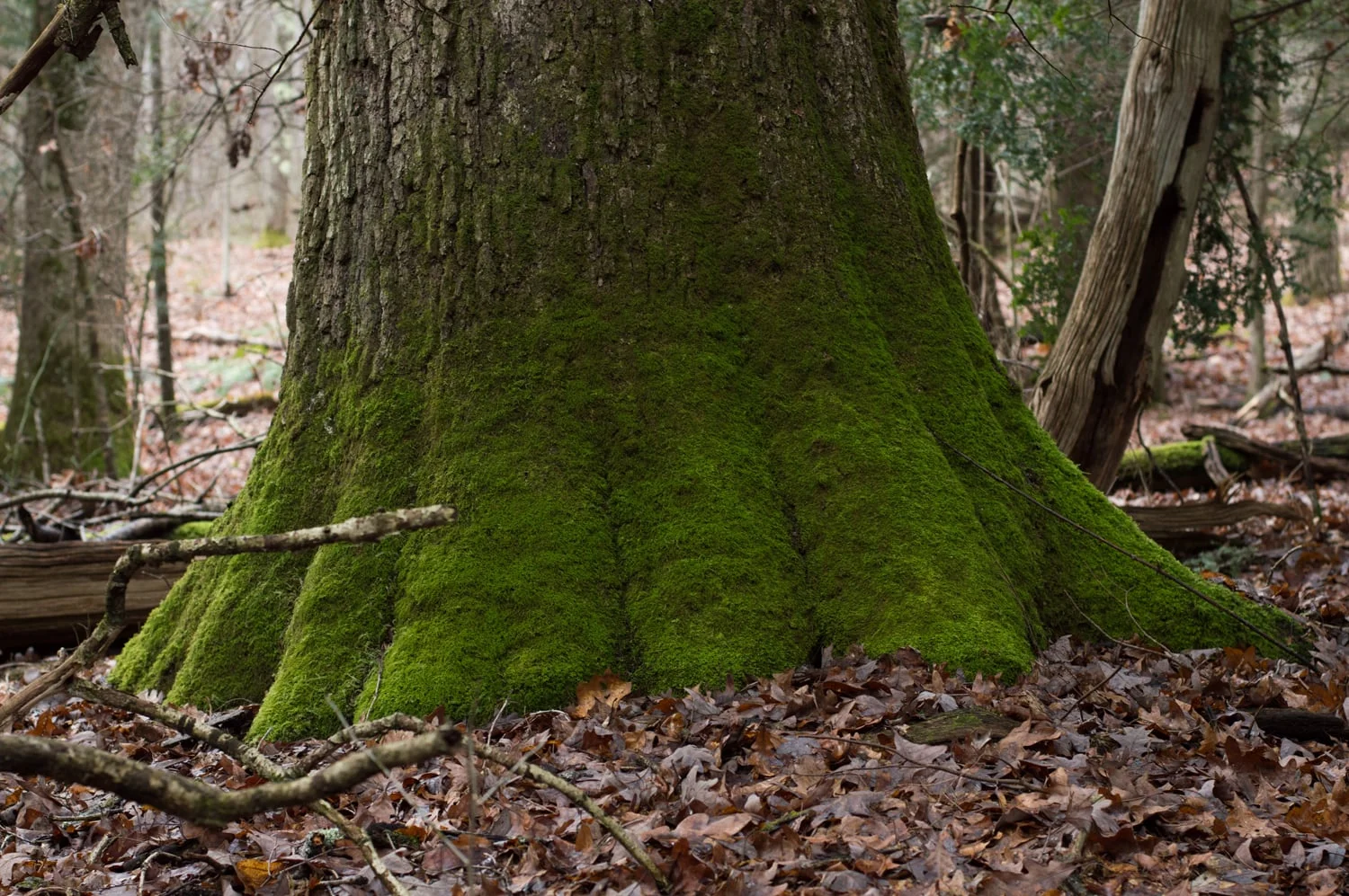 Winter Respite: The Virgin Hemlock Forest