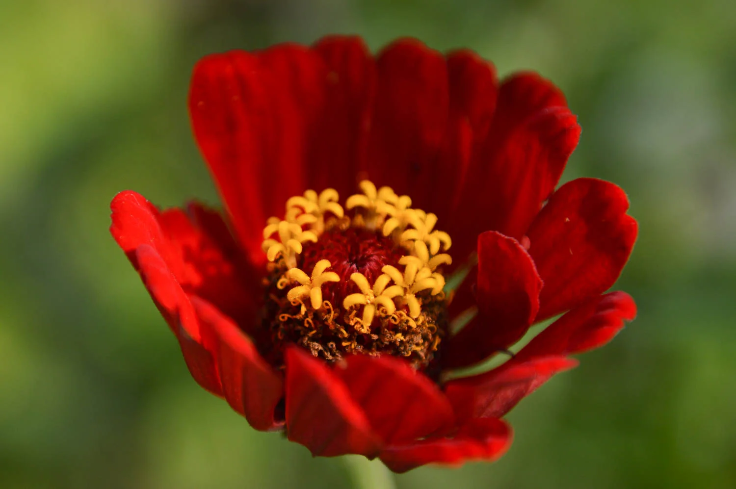 Garden 2018 (19 of 41).jpg