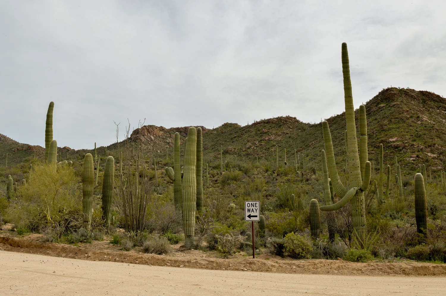 Tucson 2019 (33 of 94).jpg