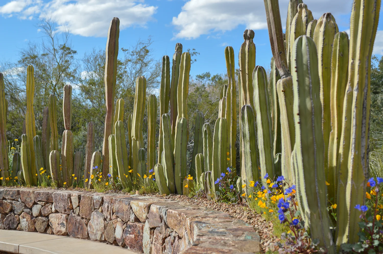 Tucson 2019 (81 of 94).jpg