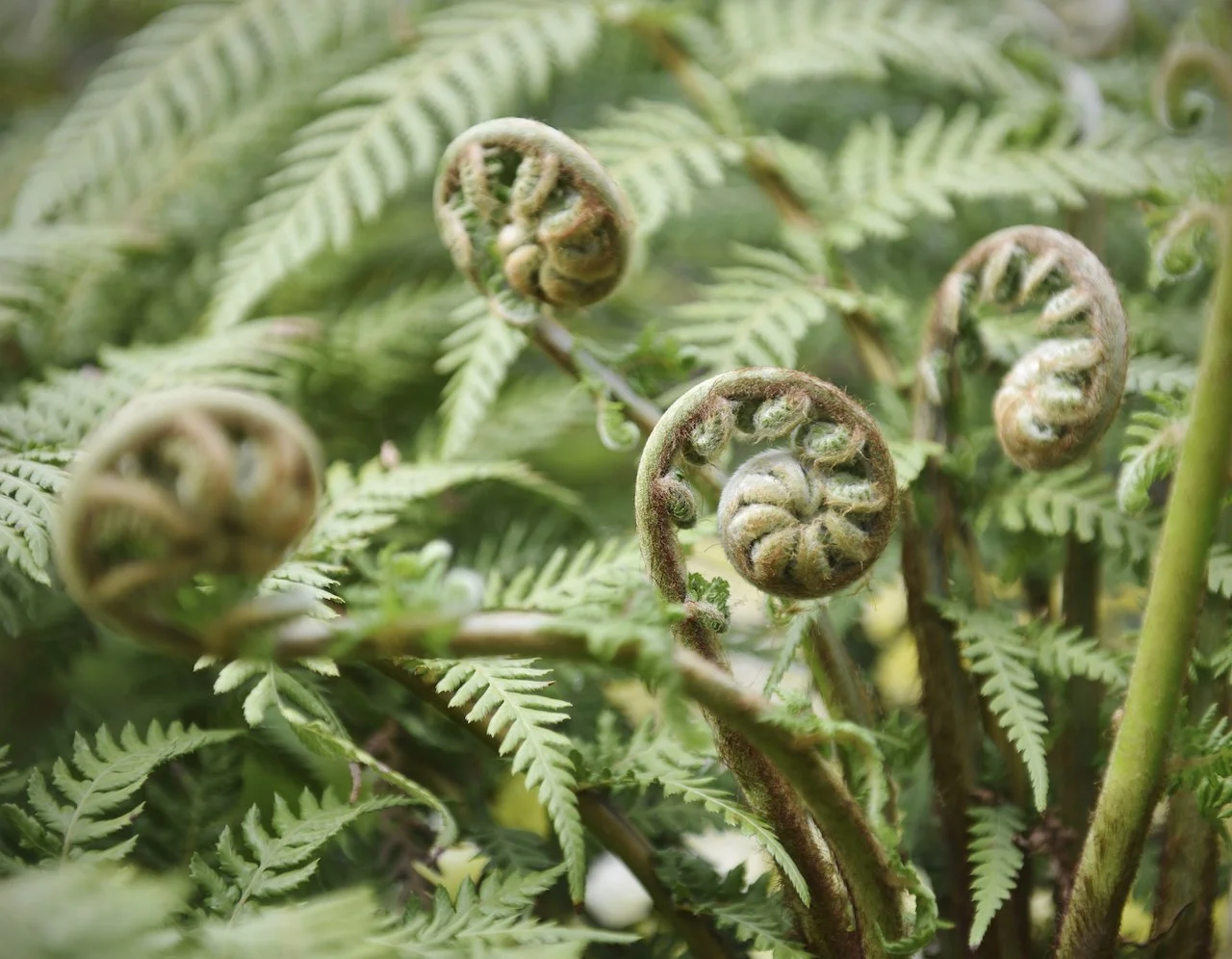ferns web small.jpg