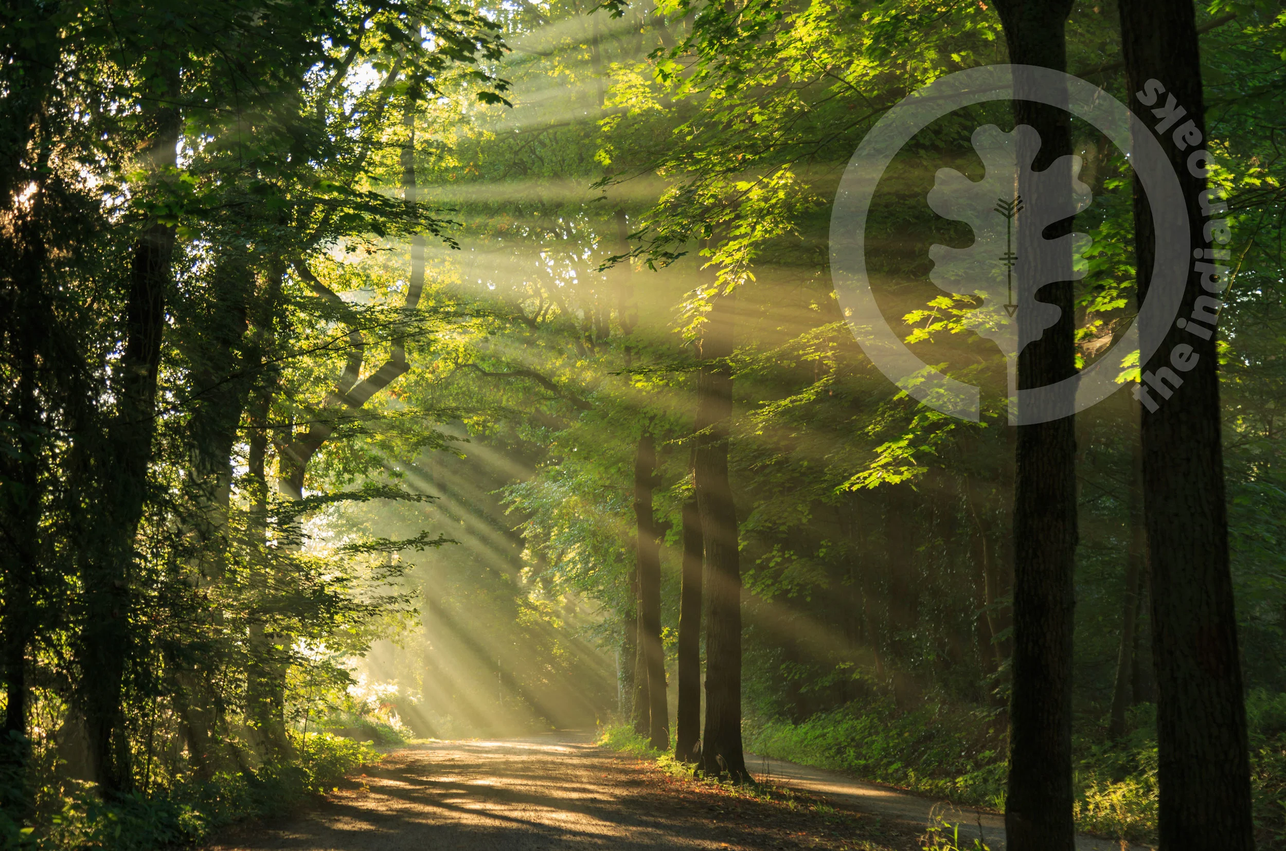 tree-trail-home-banner.jpg