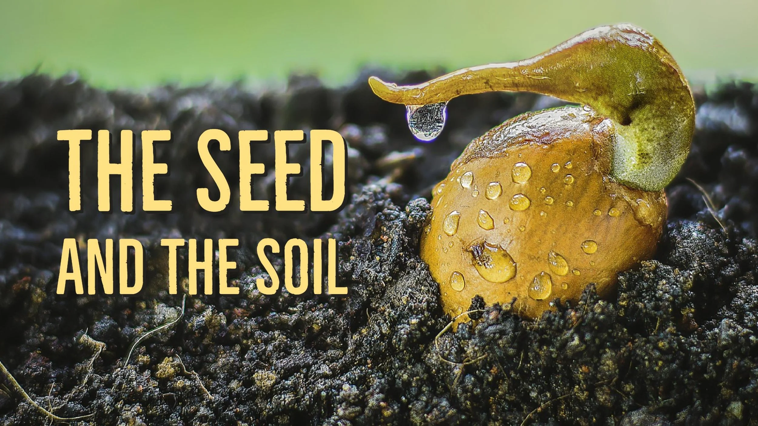 The Seed and the Soil