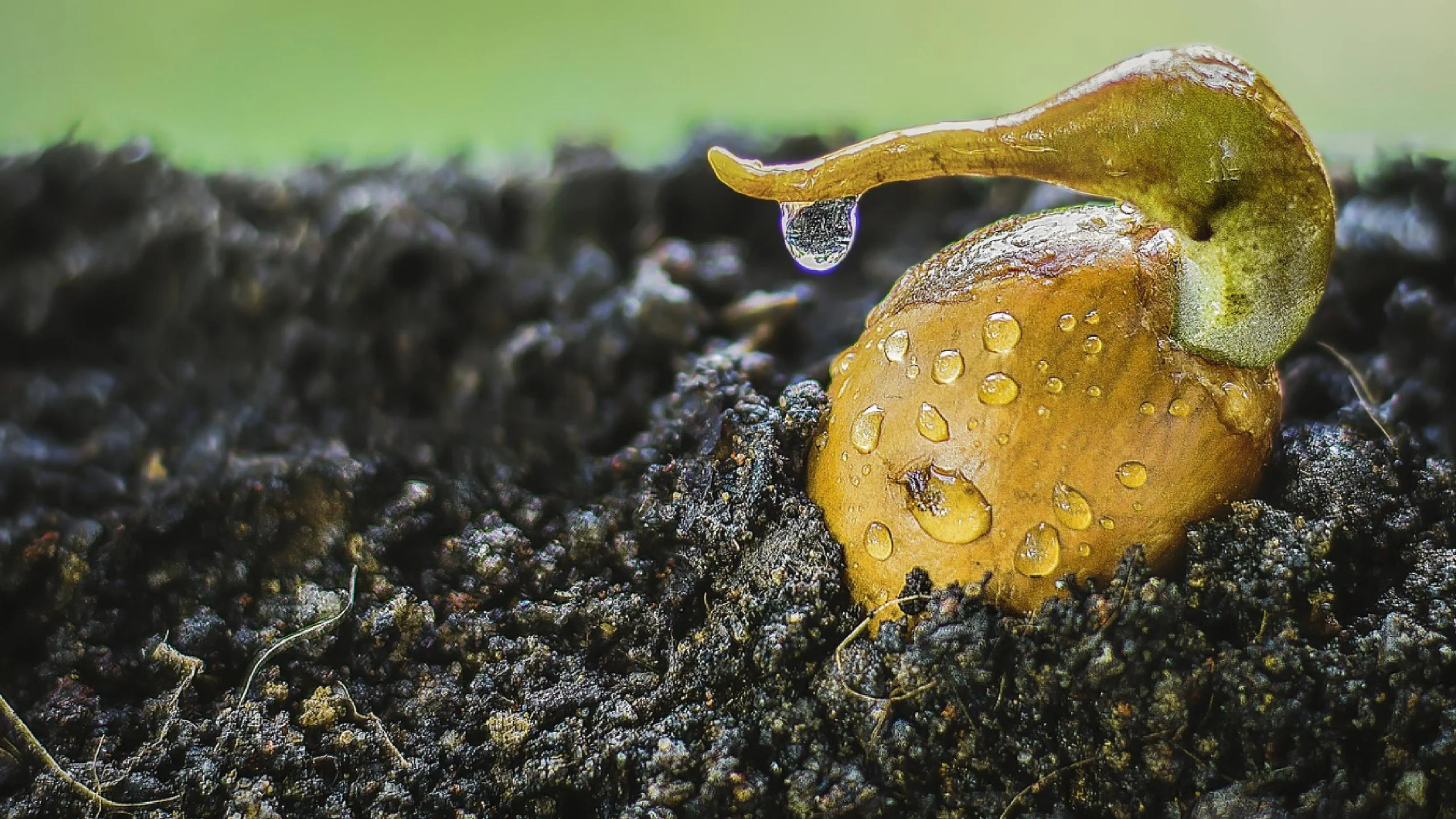 The Seed and the Soil