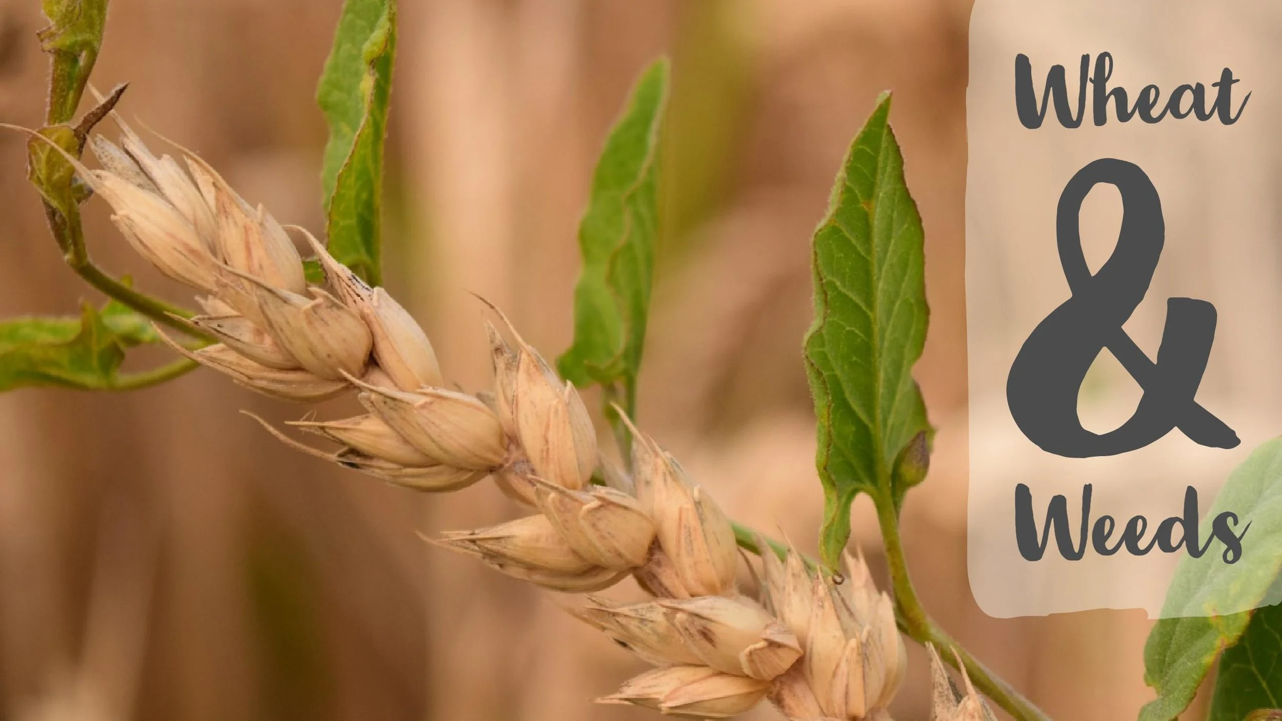 Wheat &amp; Weeds