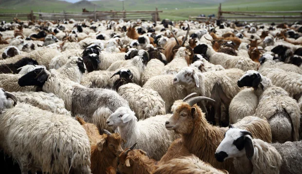 Sheep or Goat? How Do You Measure Up?