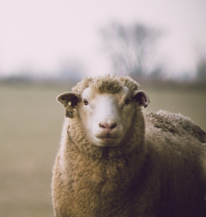 Stray Sheep