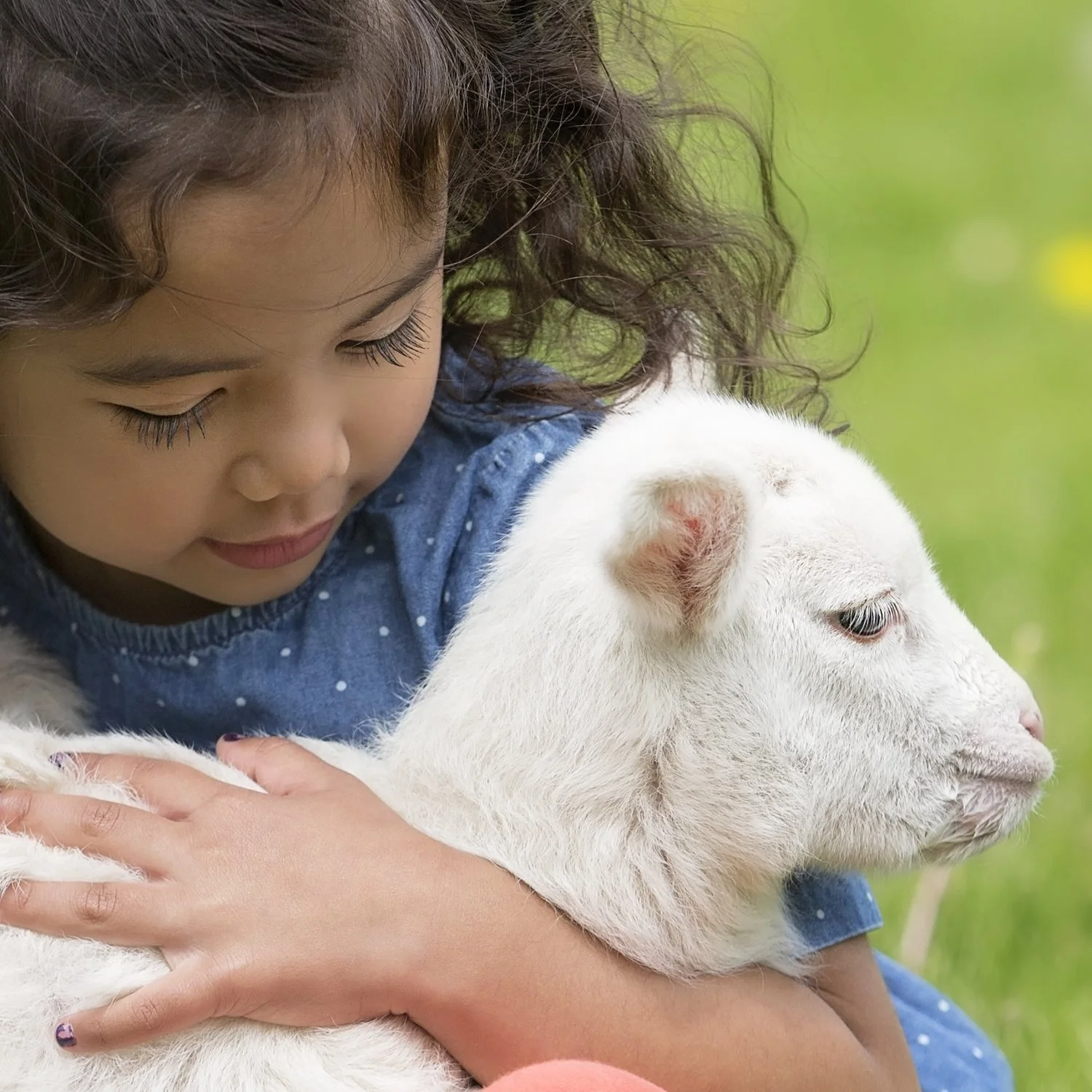 Feed My Sheep Food List