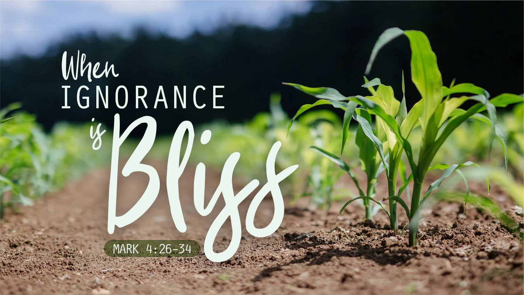 When Ignorance is Bliss | Mark 4:26-34 | The Third Sunday after Pentecost