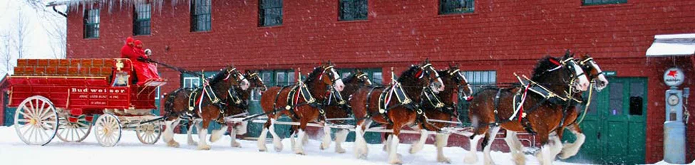 The famous Budweiser Clydesdales in front of the Tool Building, January 2010 (Courtesy of The Rocks Estate)