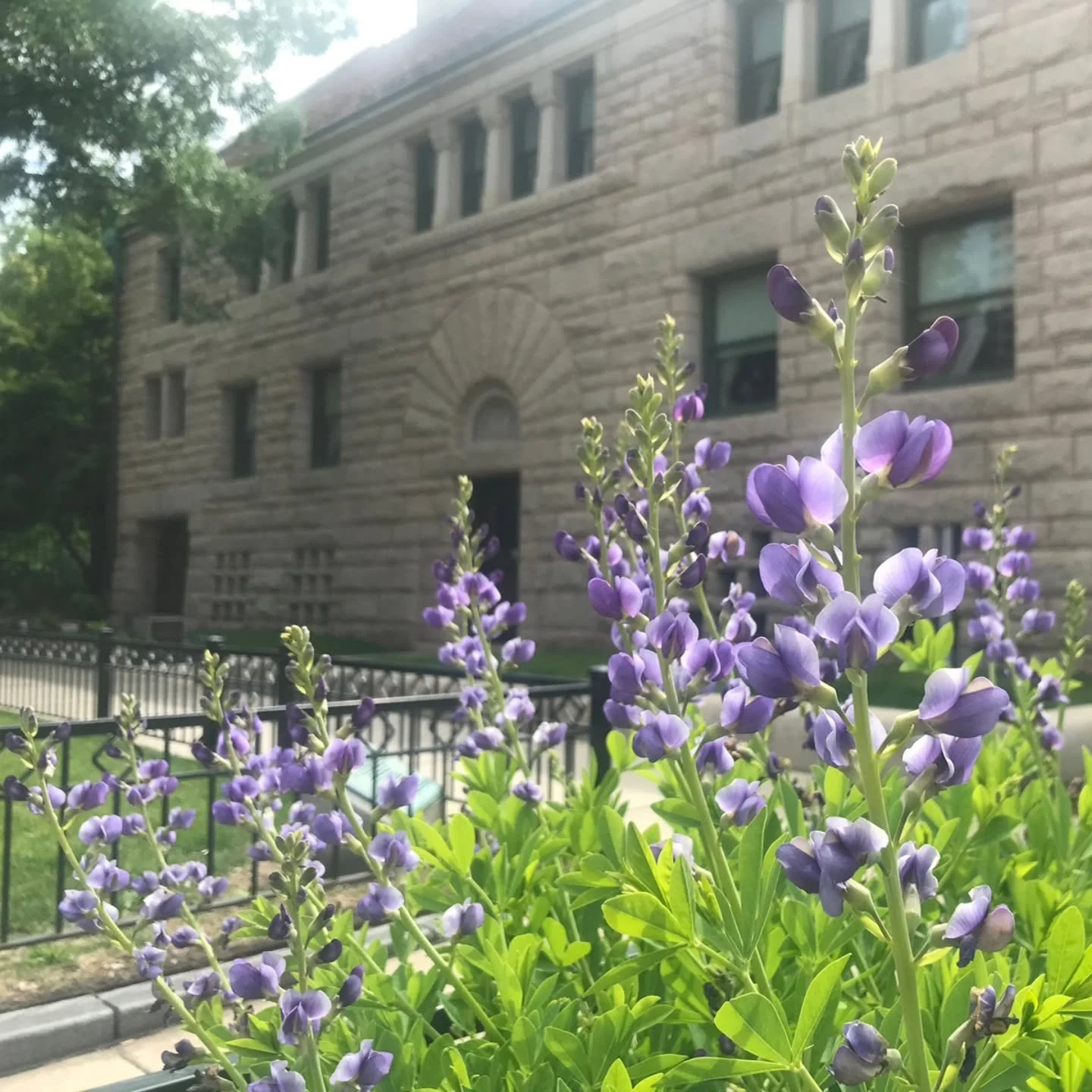 We celebrate Nature Photography Day today with this image showing our baptisia australis, commonly known as blue false indigo. It put on quite a show in our corner parkway garden, which features a variety of flowering plants native to Illinois. June 
