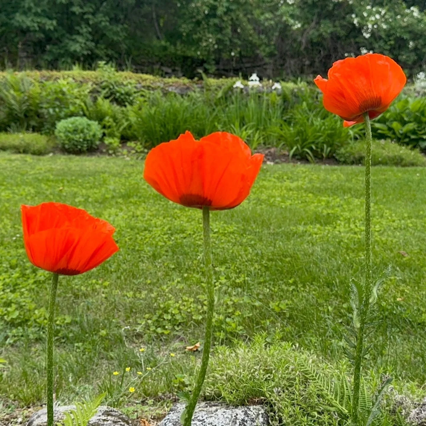 This week&rsquo;s 📸 Photo Friday 📸 features fou,r stunning photographs of the red poppies in bloom at The Rocks, the Glessners&rsquo; former summer estate in Bethlehem, New Hampshire. 

Portions of Frances Glessner&rsquo;s formal gardens, planned b