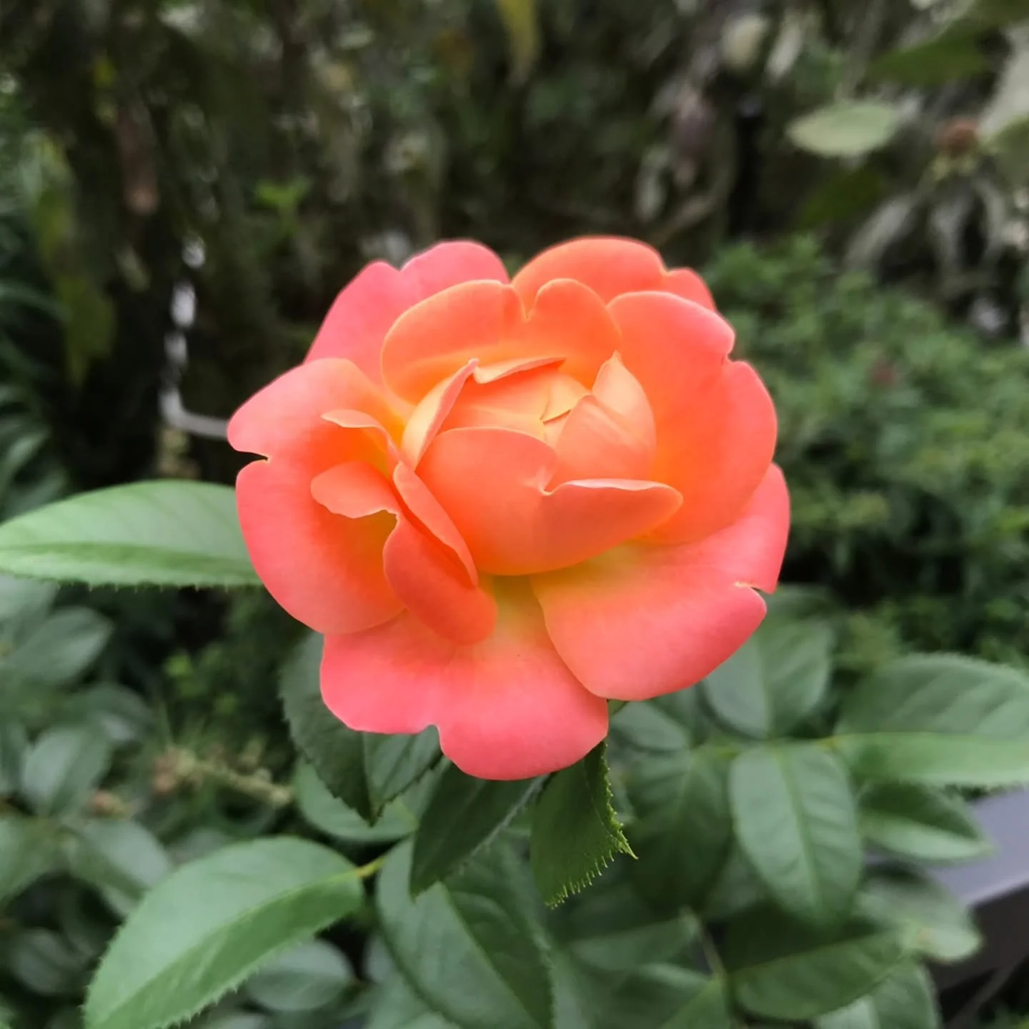 This week&rsquo;s 📸 Photo Friday 📸 celebrates the start of fall with this image of our Orange Glow Knock Out rose in the corner parkway planting bed. The brilliant orange coloring of the rose foreshadows the changing of the leaves as autumn starts 