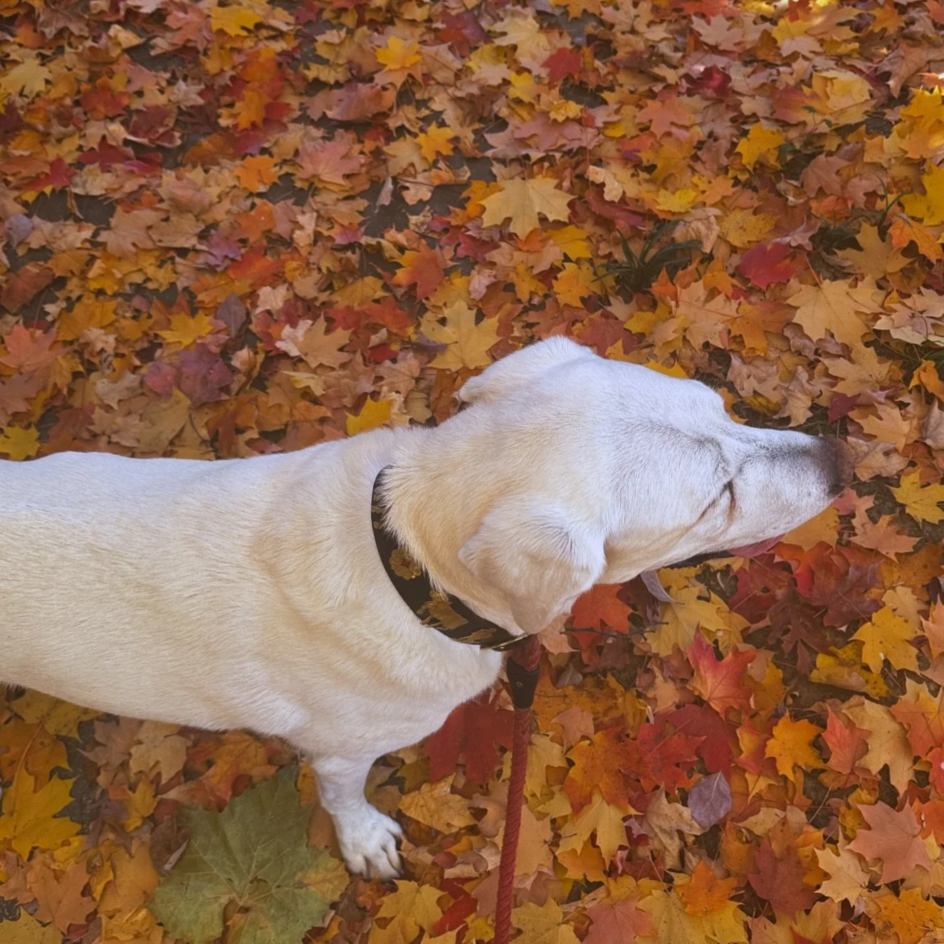 Pumpkin Spice Cotton Candy #4sustantives
