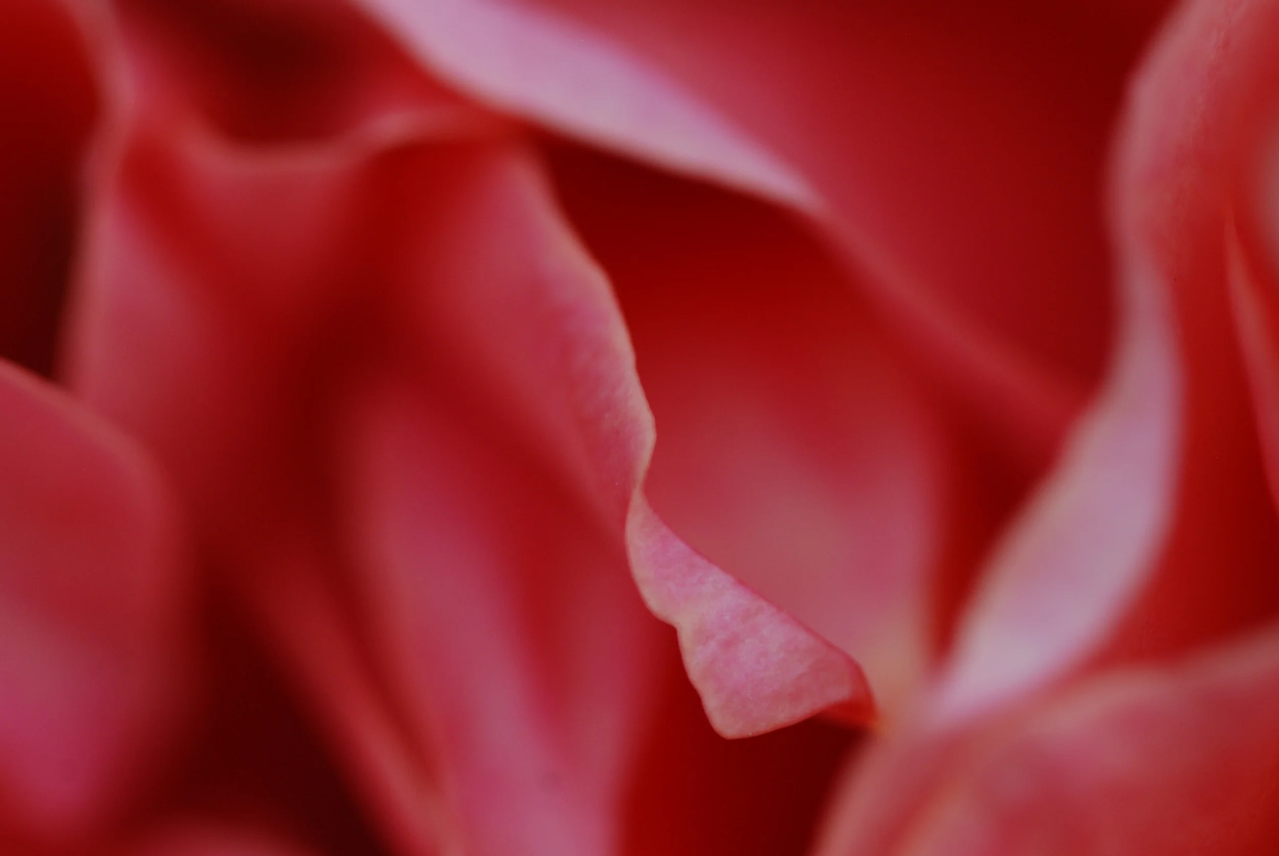 DSC_2520.JPG