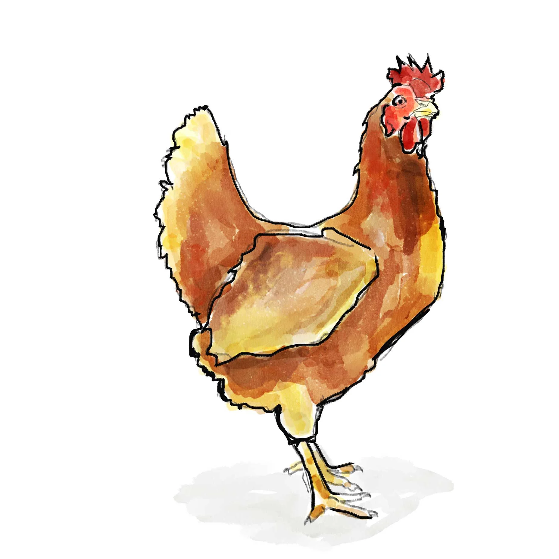 chicken.jpg