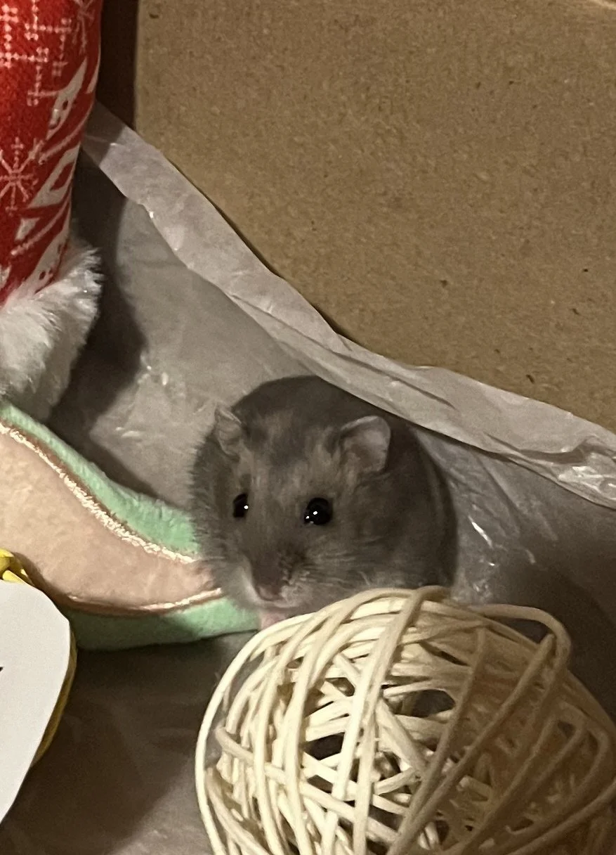 12-28-23-FosterHammies-Dawn-IMG_0140a Cara Greer.jpg