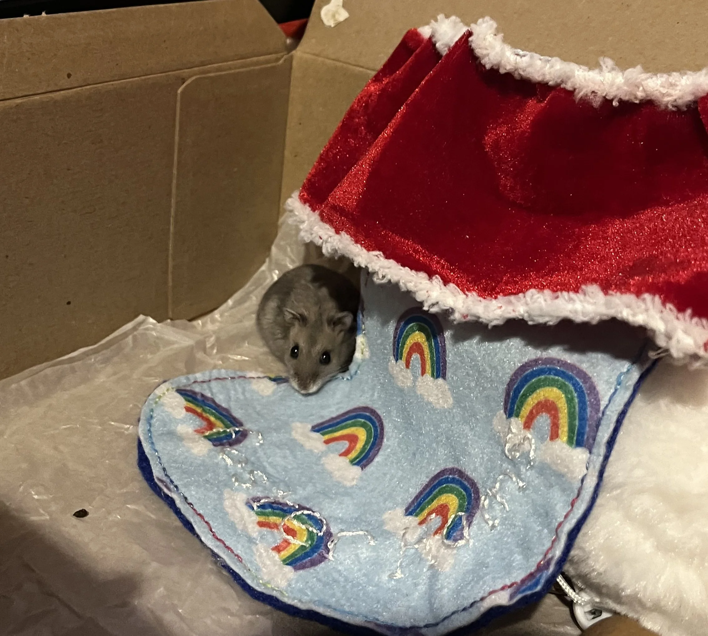 12-28-23-FosterHammies-Dawn-IMG_0145a Cara Greer.jpg