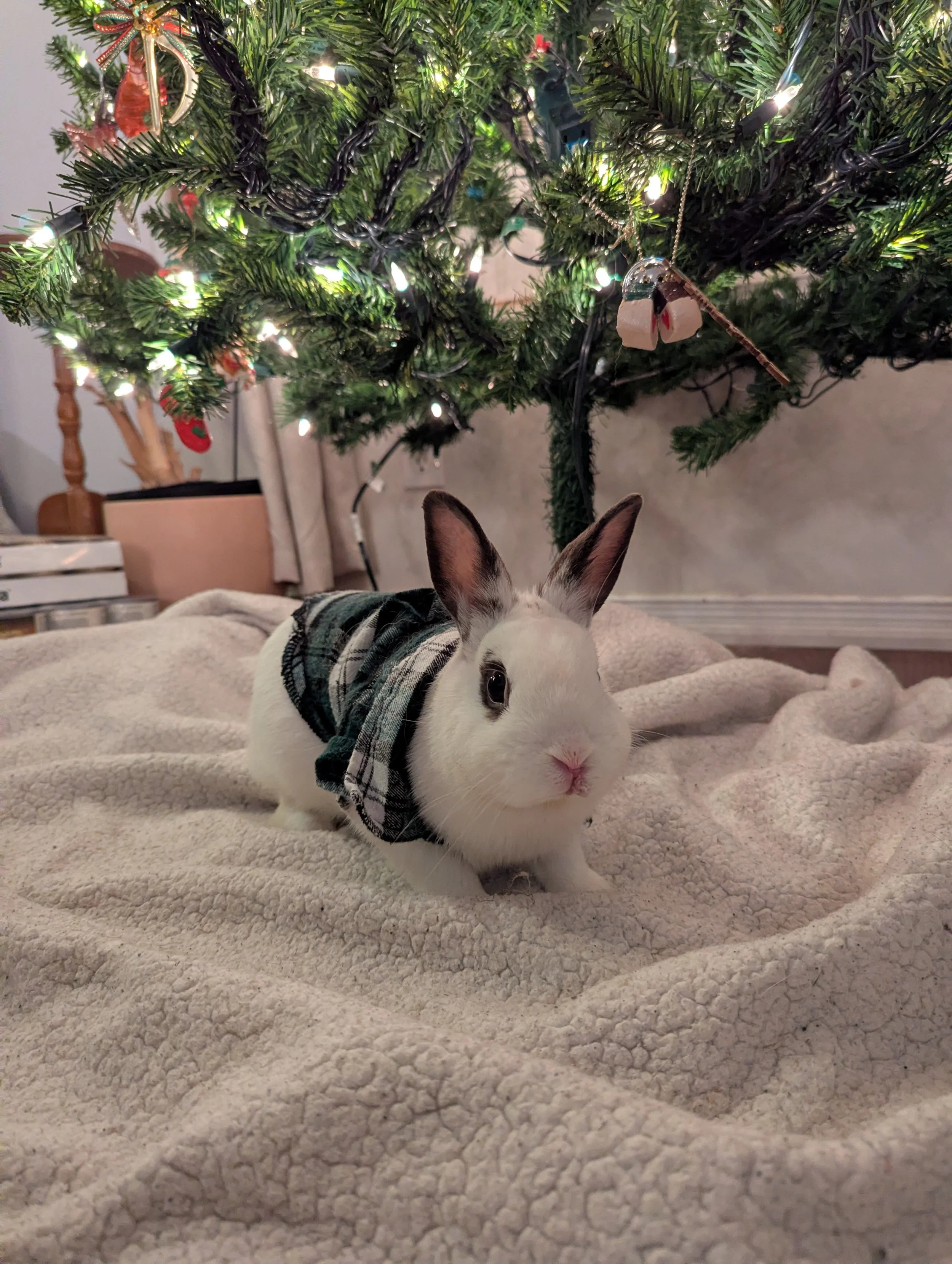 Lawrence 3 Jennifer Miskelly.jpg