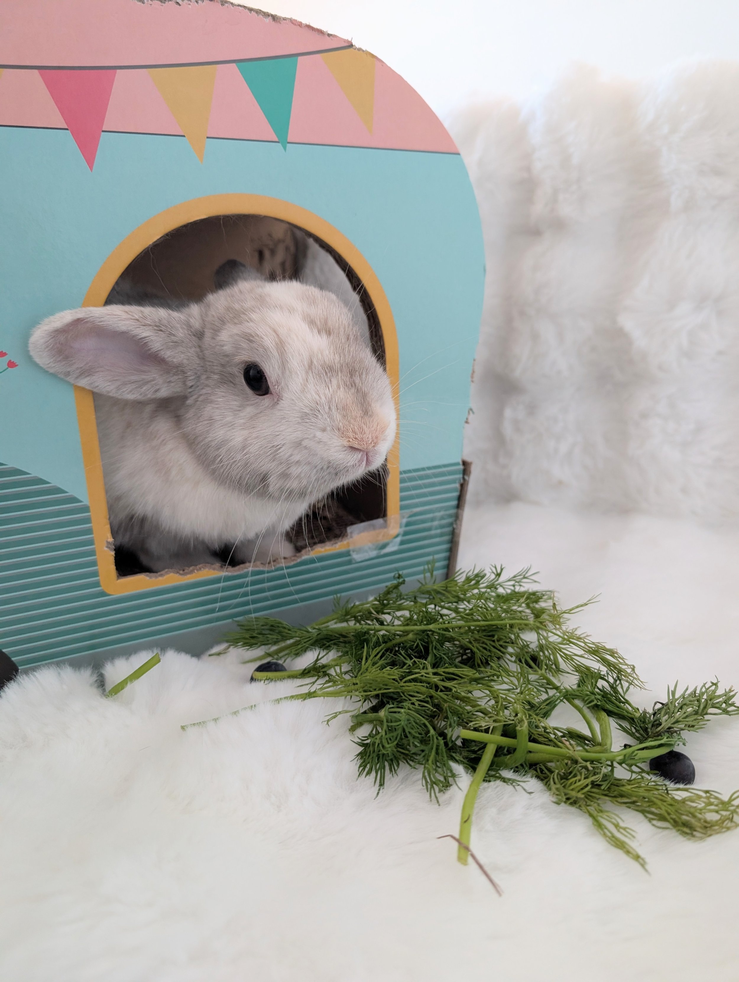 Franky 2 Jennifer.jpg