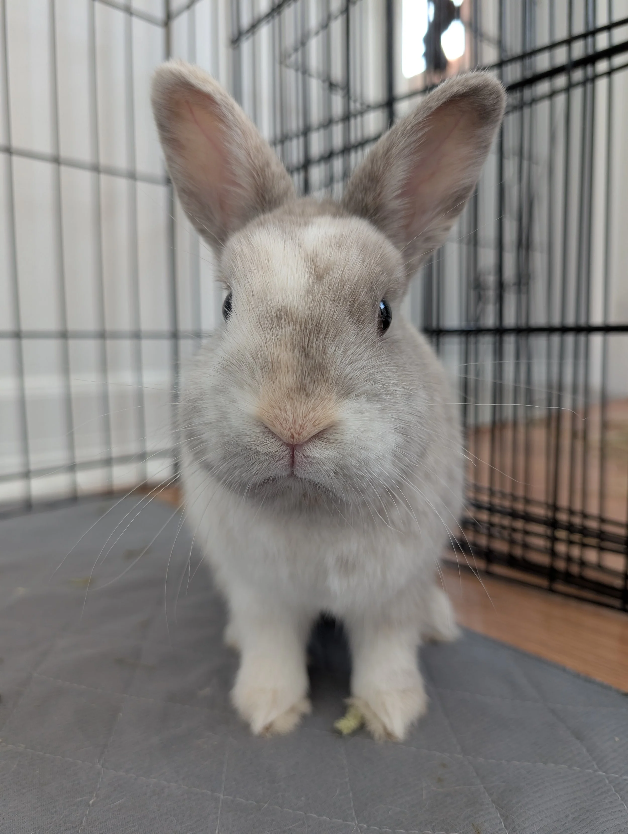 Franky 1 Jennifer.jpg