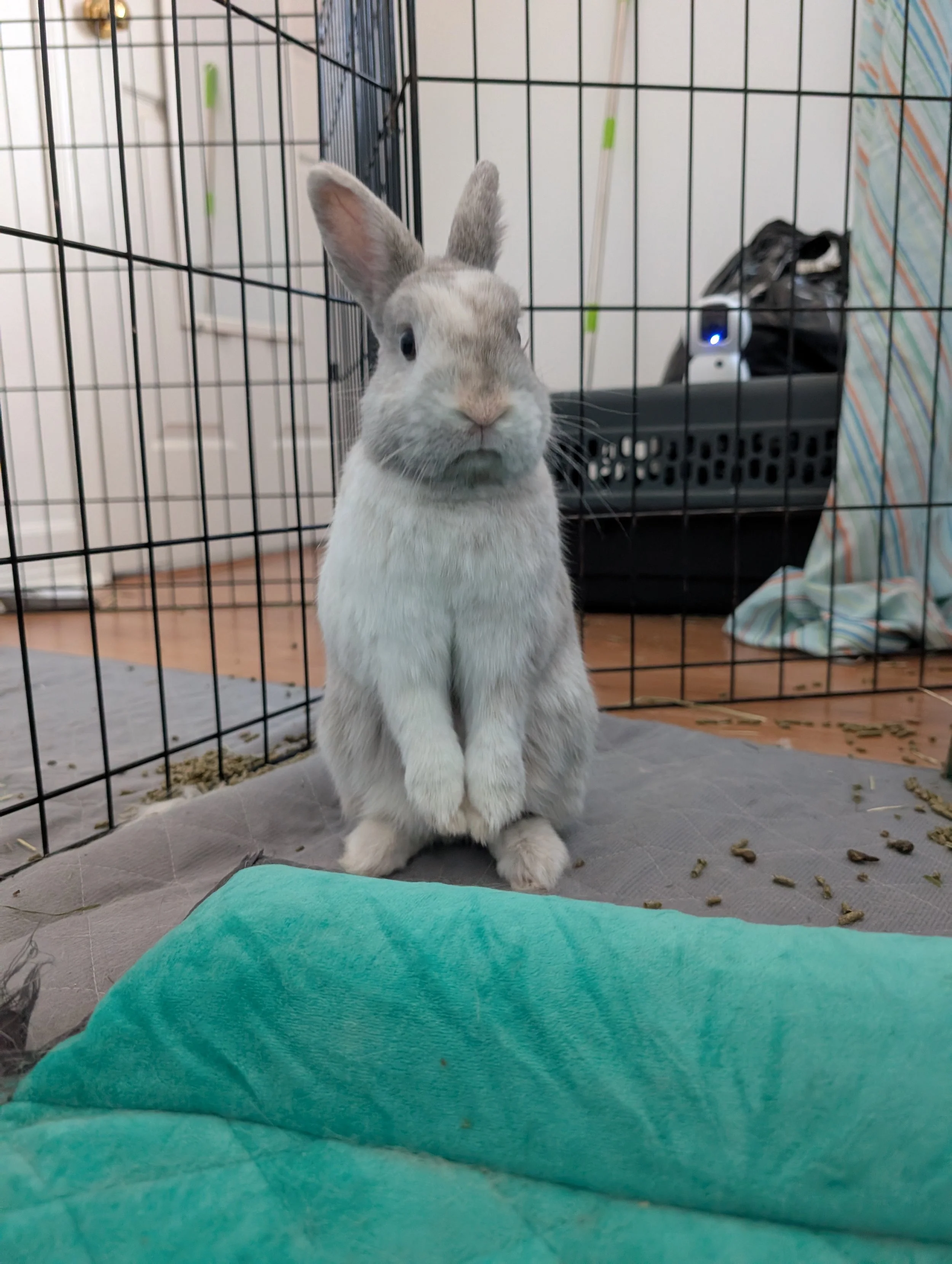 Franky 3 Jennifer.jpg