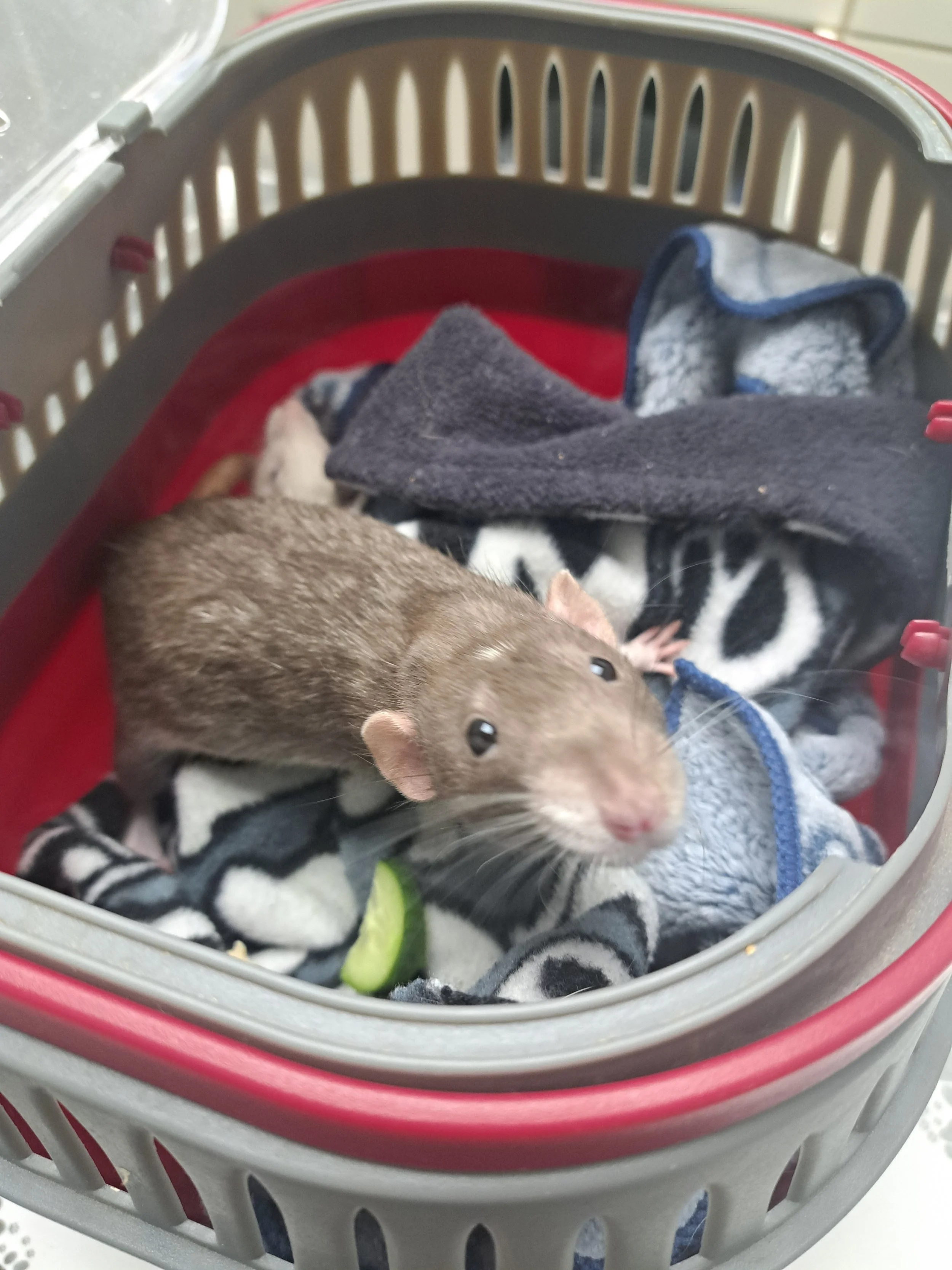 20260228_094504 Andrea Fagan.jpg