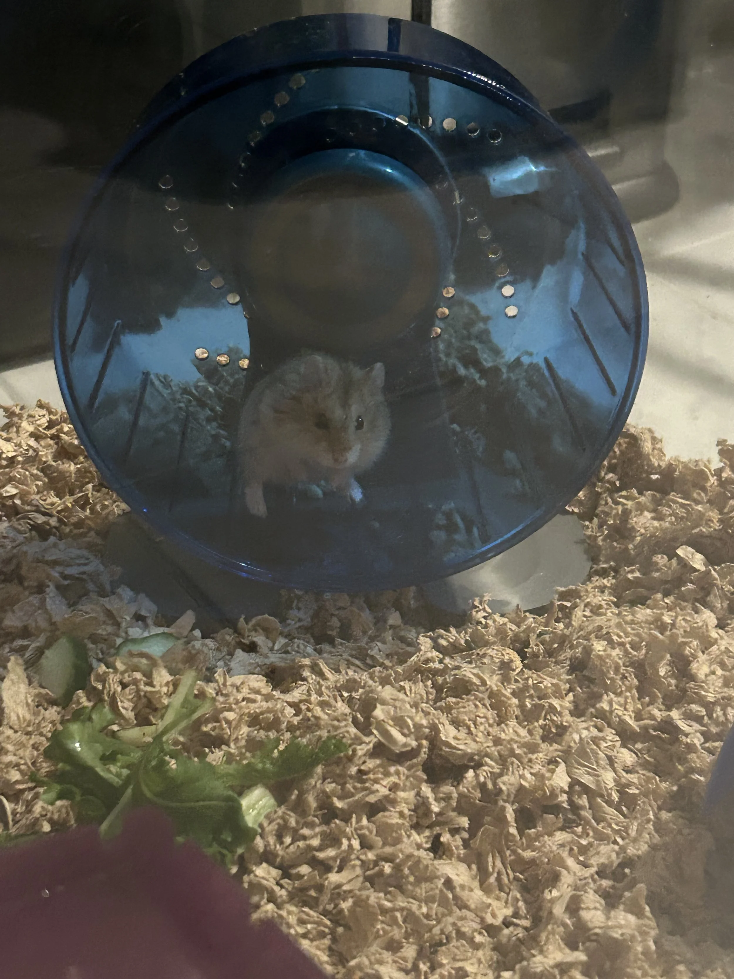 IMG_3219 Leanne Garnett - hamster Louis.jpeg