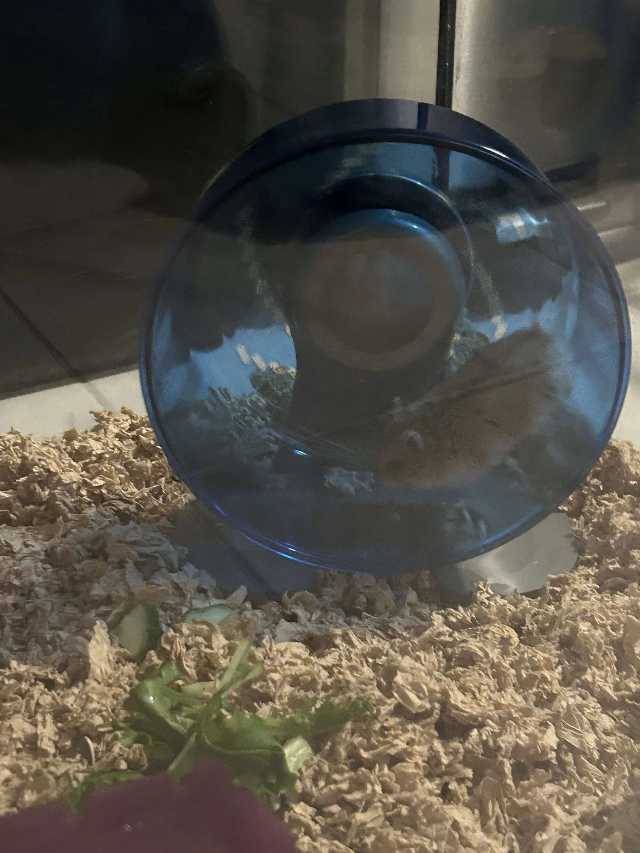 IMG_3221 Leanne Garnett - hamster Louis.jpeg