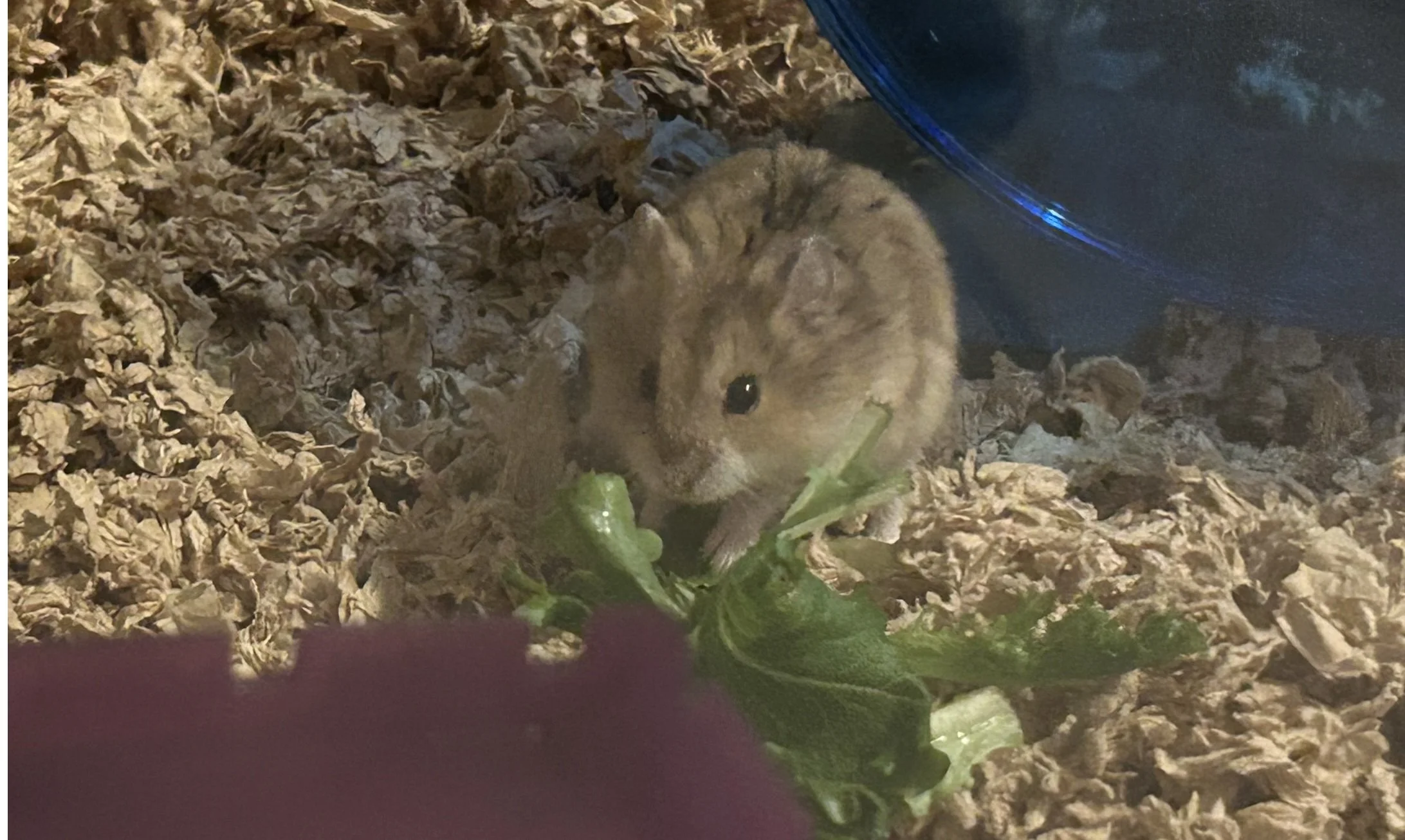 IMG_3218 Leanne Garnett - hamster Louis_resize.jpg