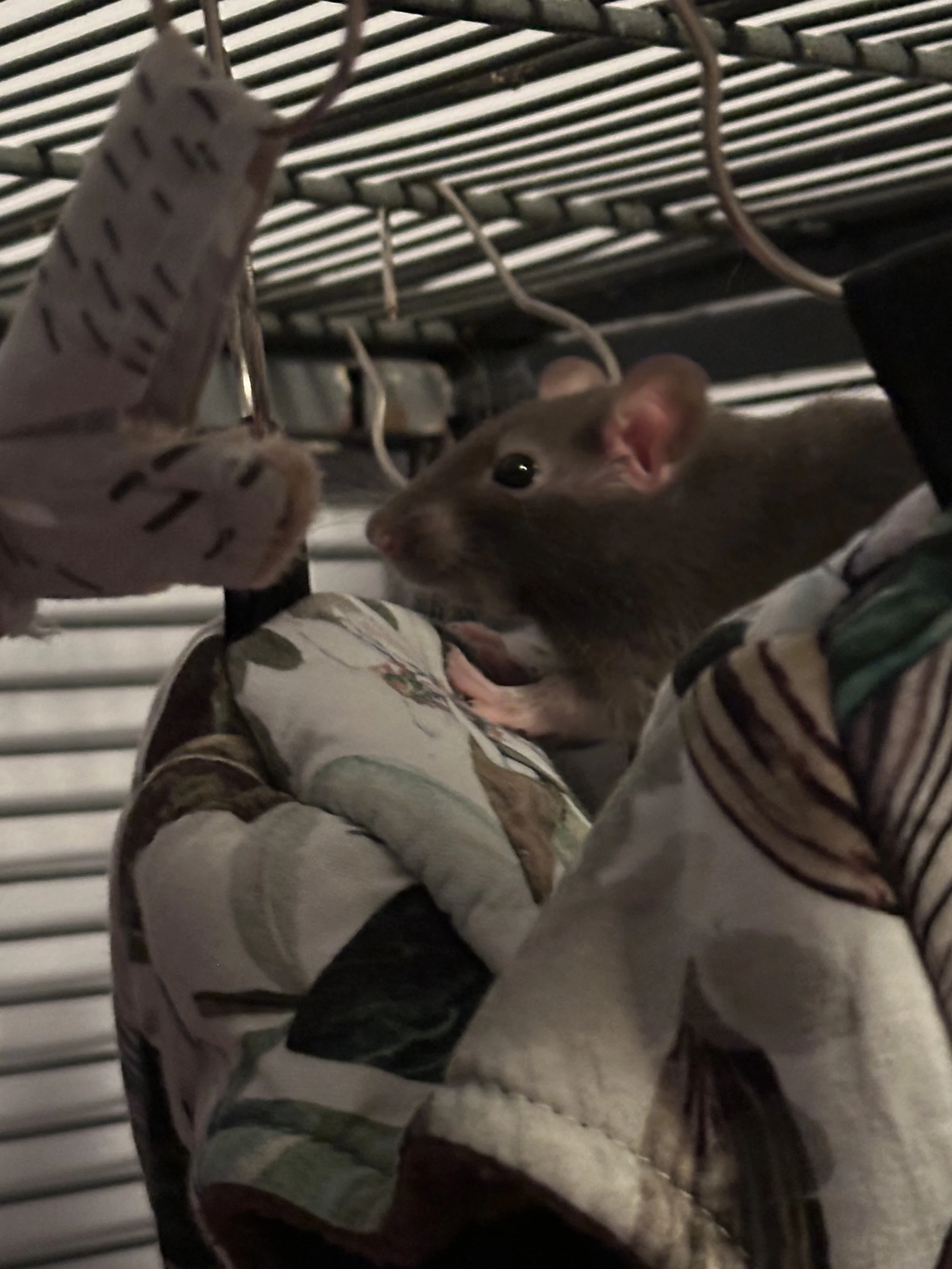 Boston 2 Larissa.jpeg