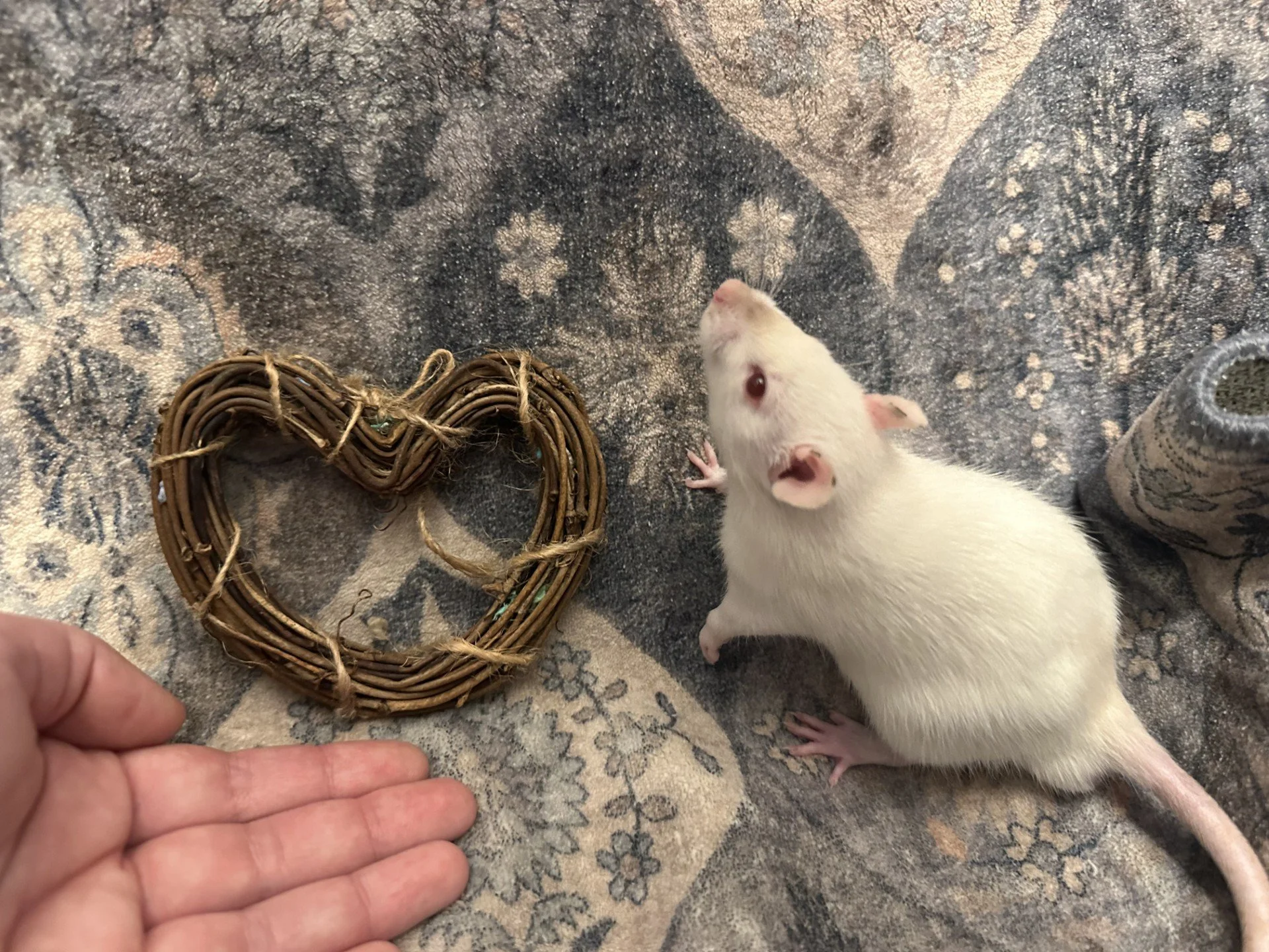 DiGiorno Larissa.jpg