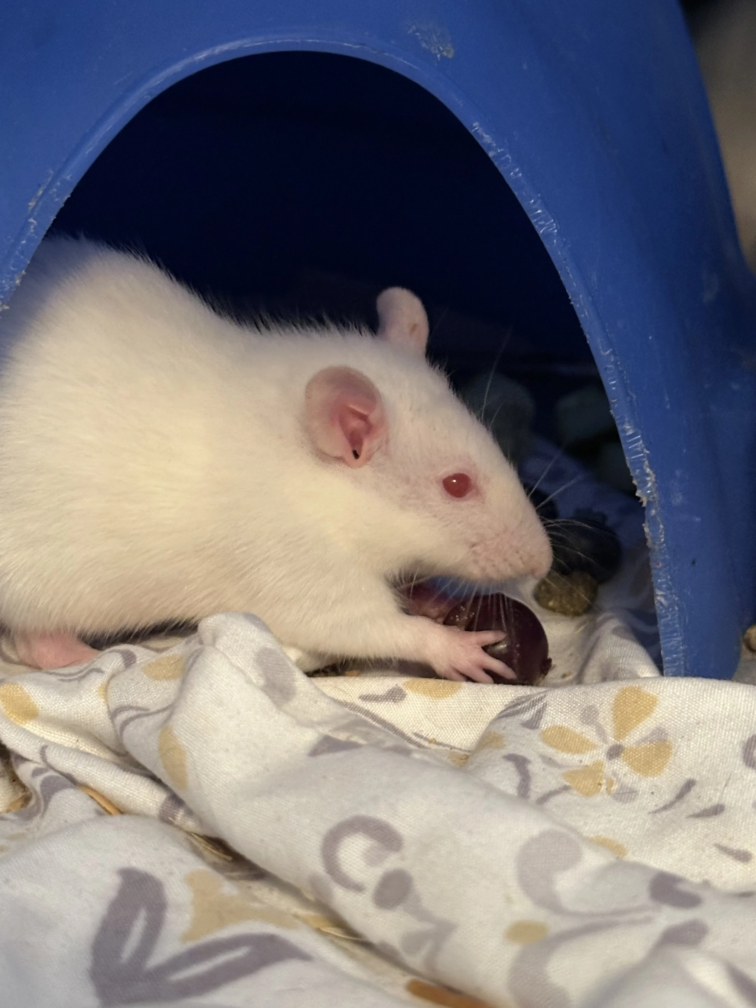 Panago2 Larissa.jpeg