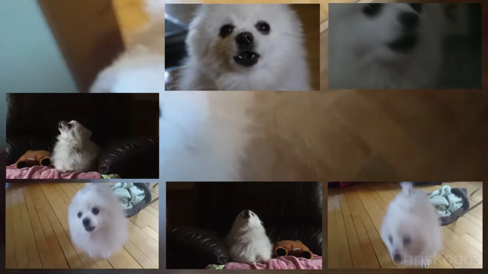 Here's A Dog Singing "Still Alive" From PORTAL