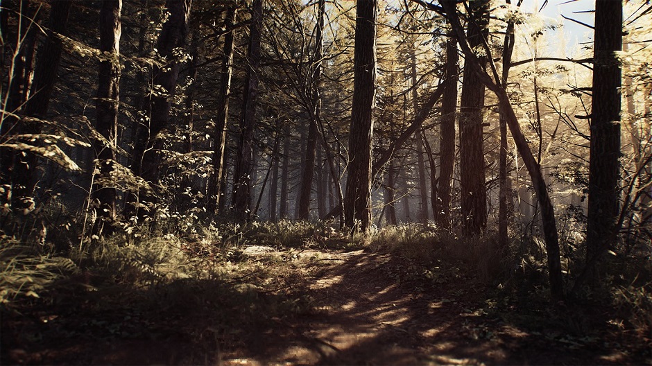 blair-witch-woods.jpg