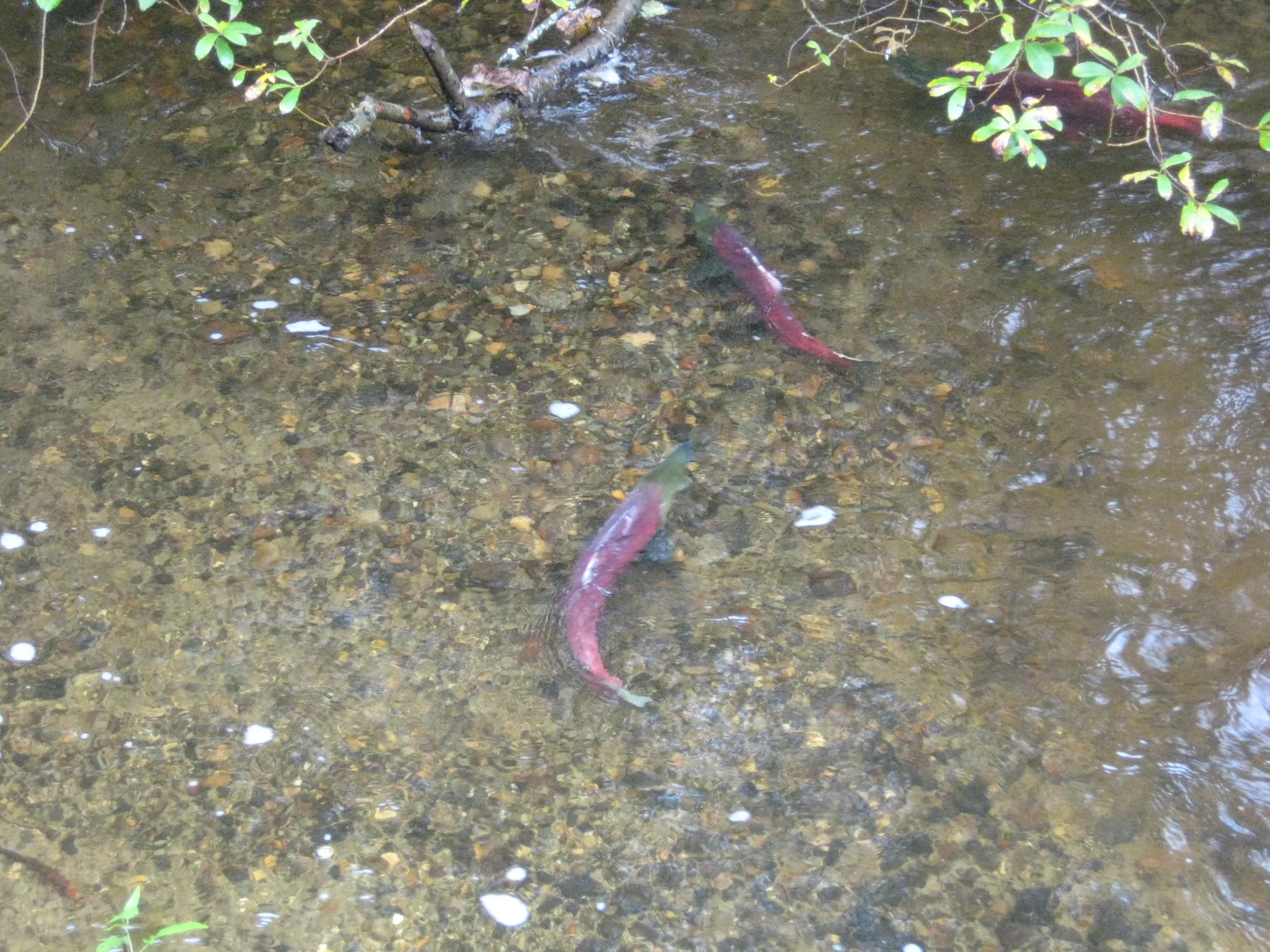 sockeye_salmon2.jpg