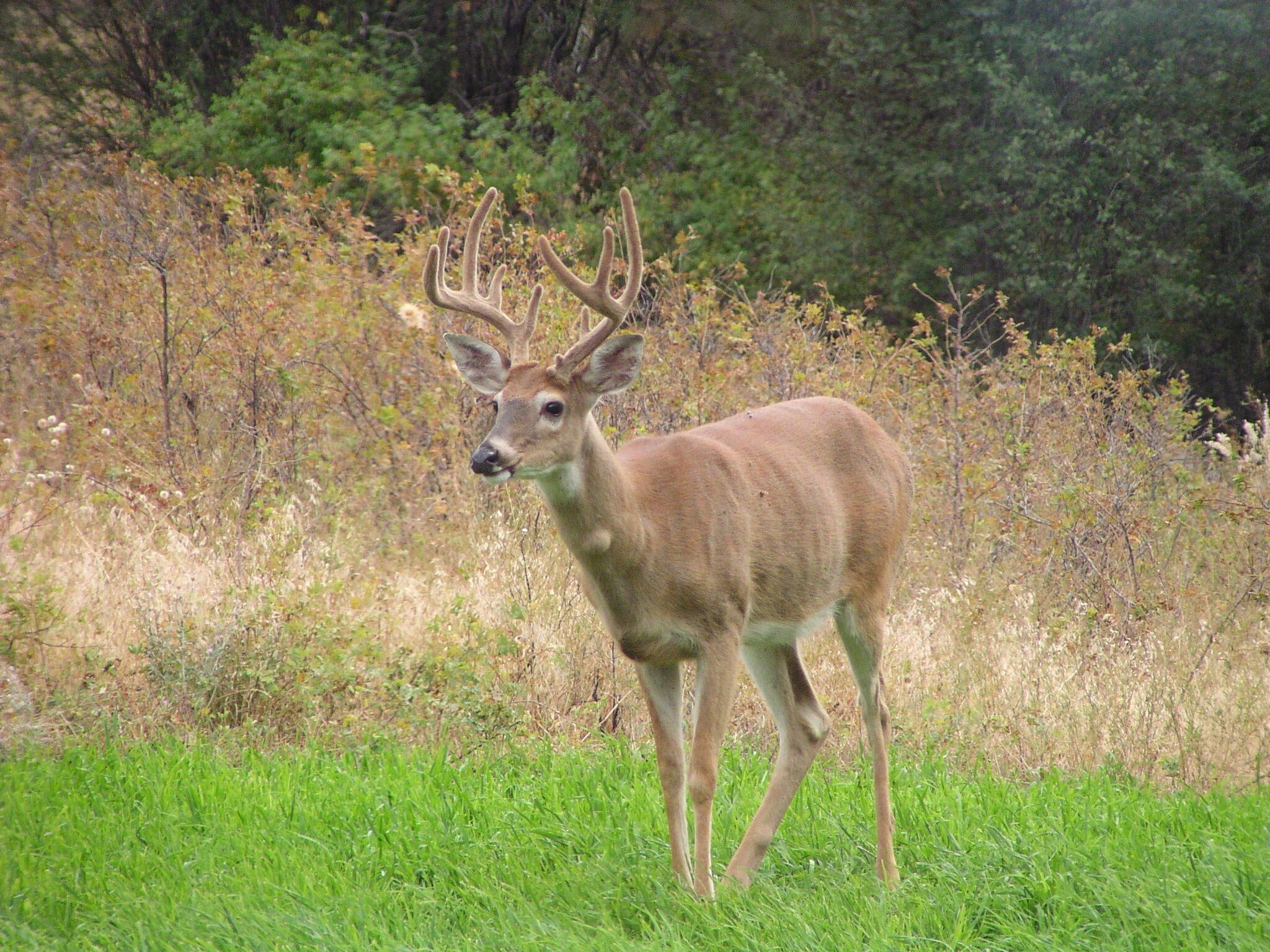 buck in grass.JPG