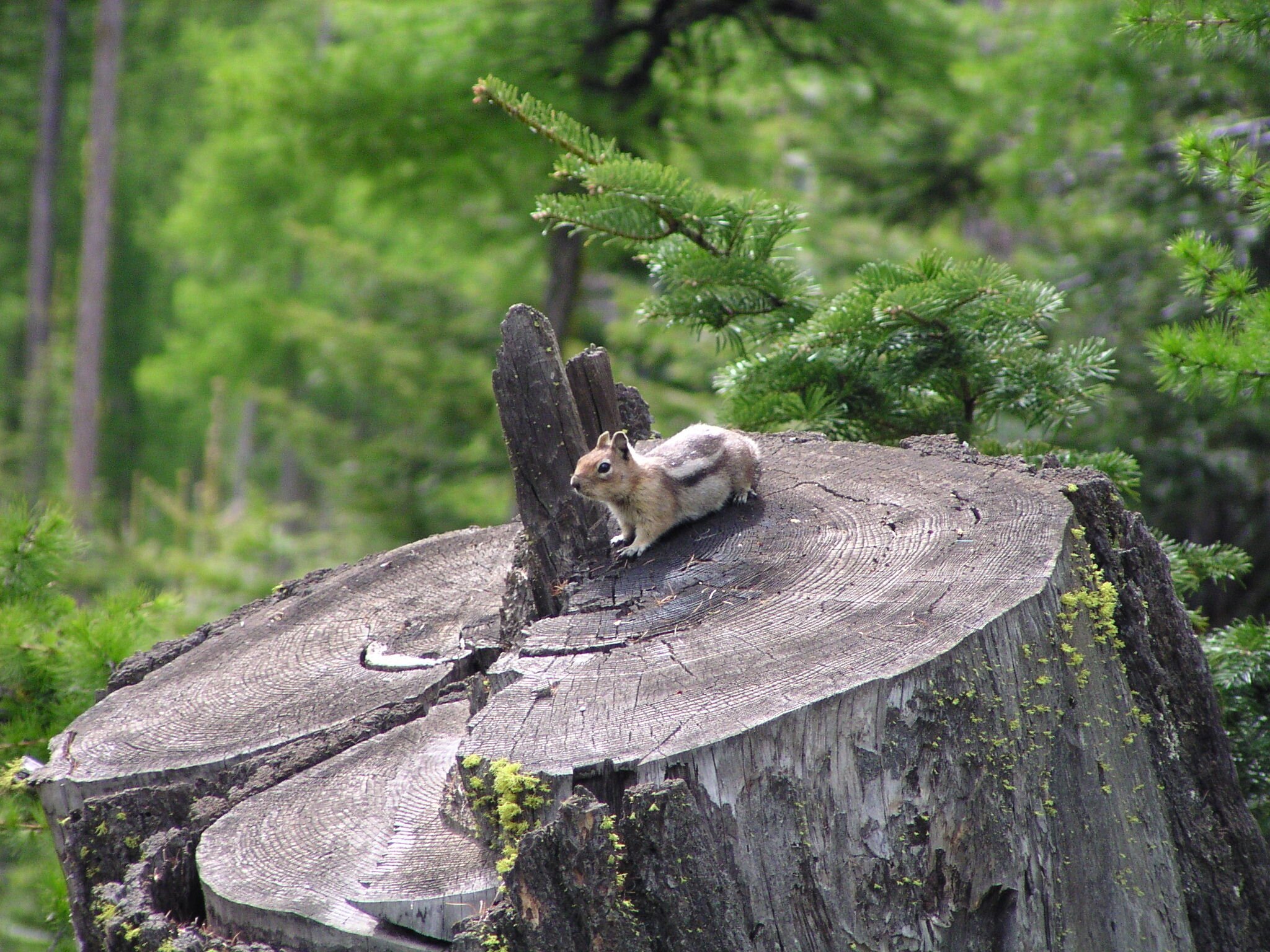 Squirrel on Stump.JPG
