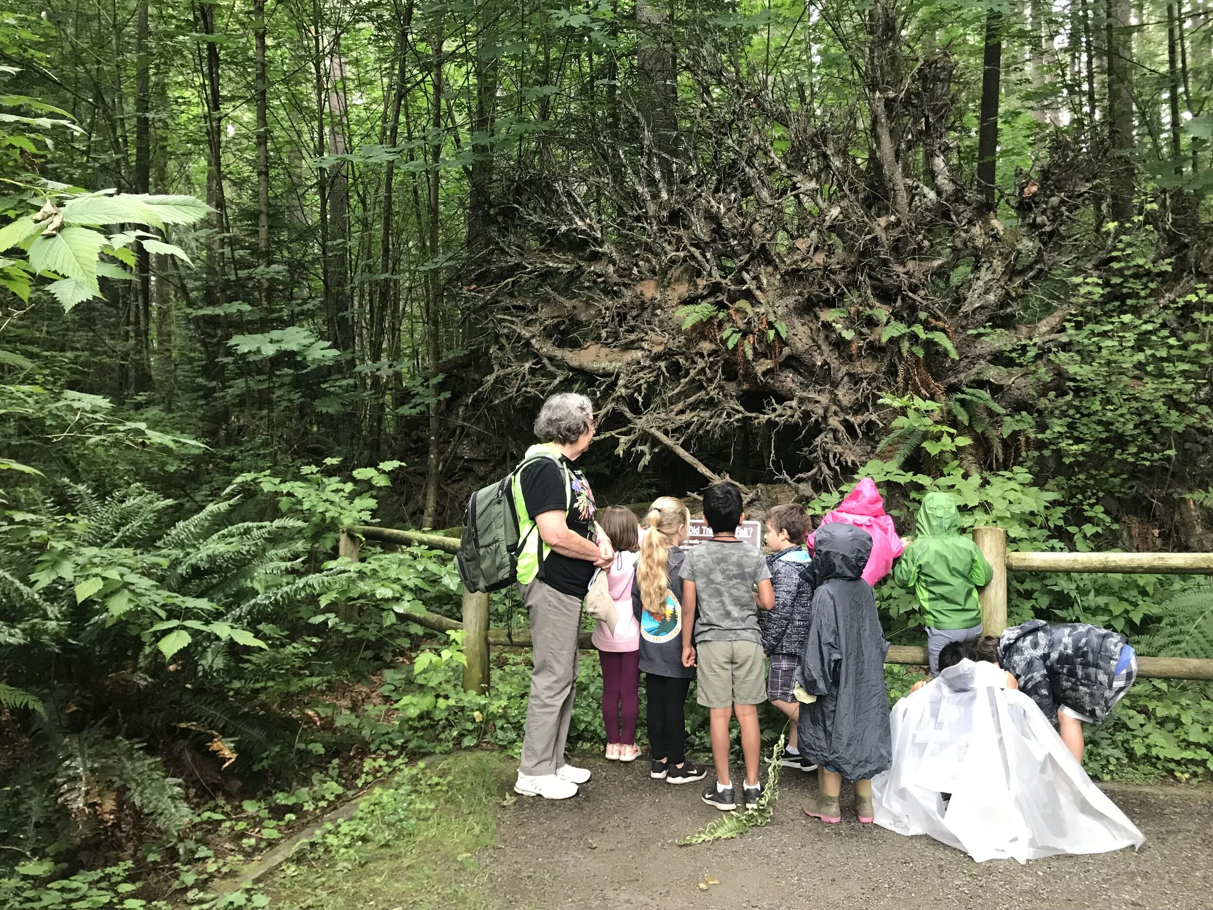 Campers look at upturned roots with educator.jpg