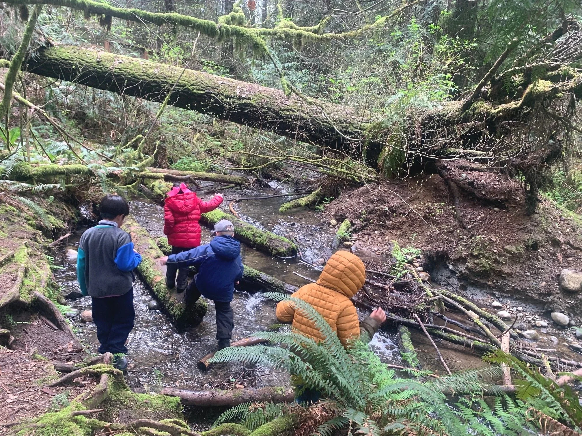Four kids wearing rain jackets and hats connect with nature by exploring near a creek and balancing on logs.