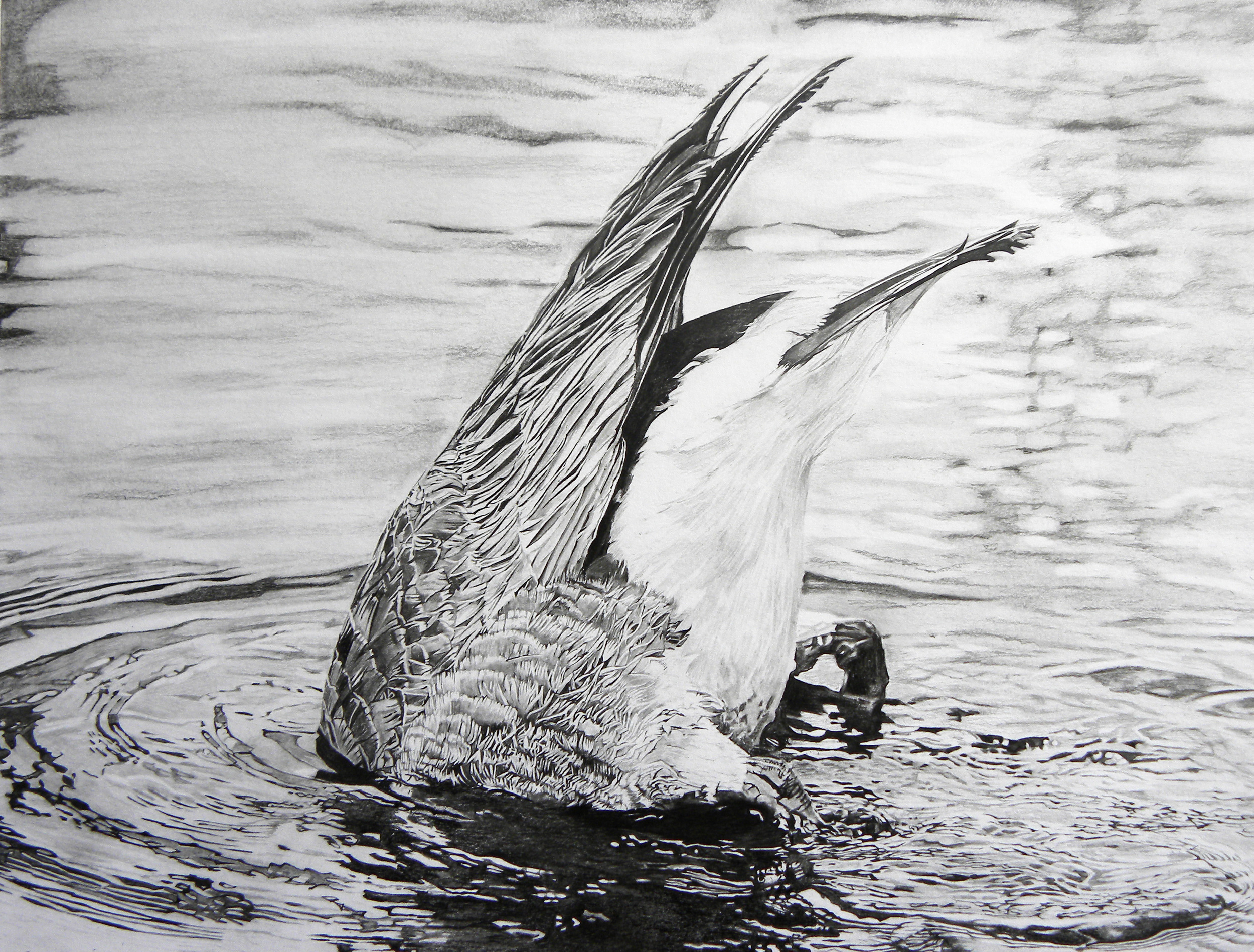Dunking Duck, 11"x14"