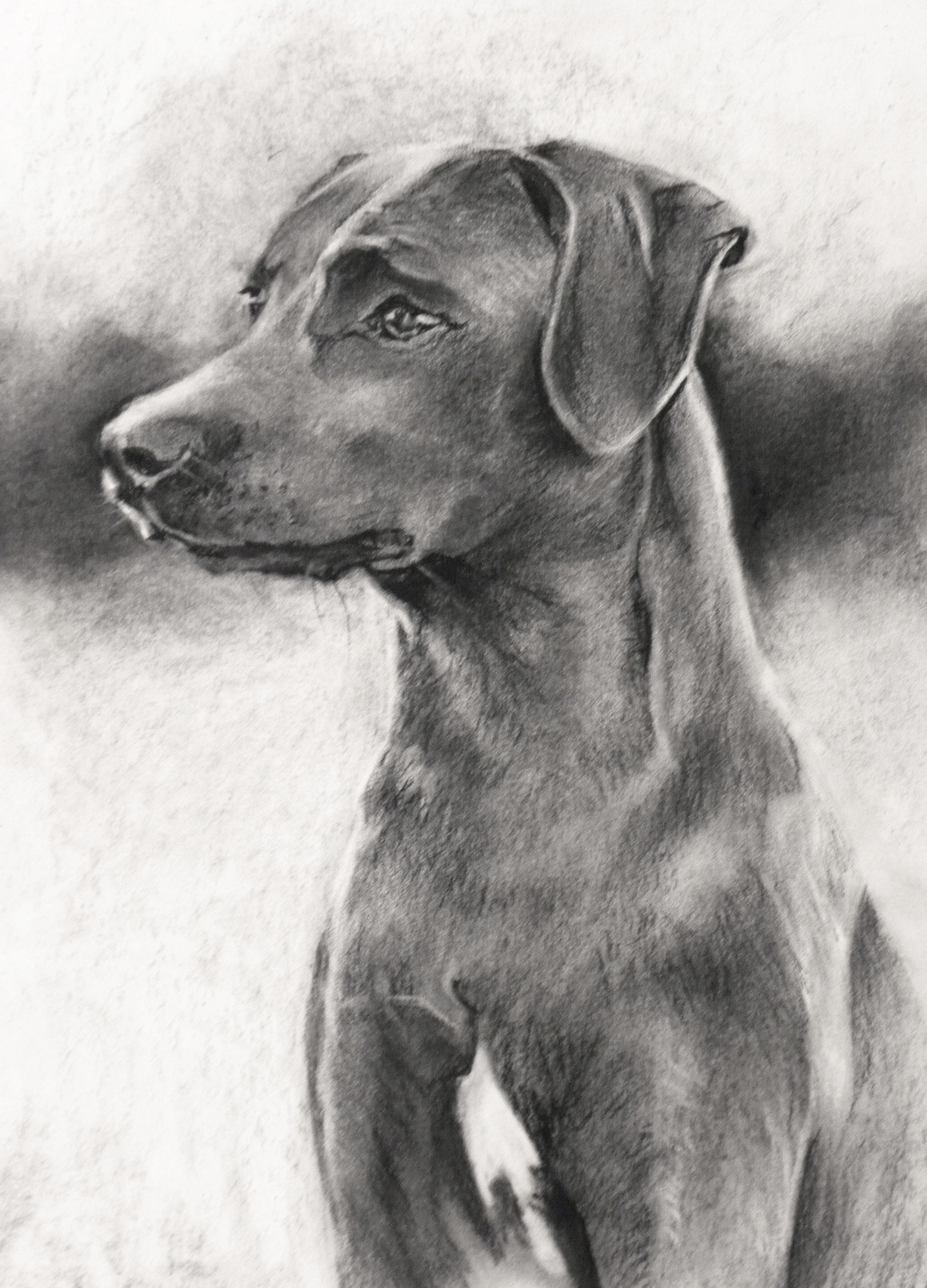 Blue Lacy, 11"x14"