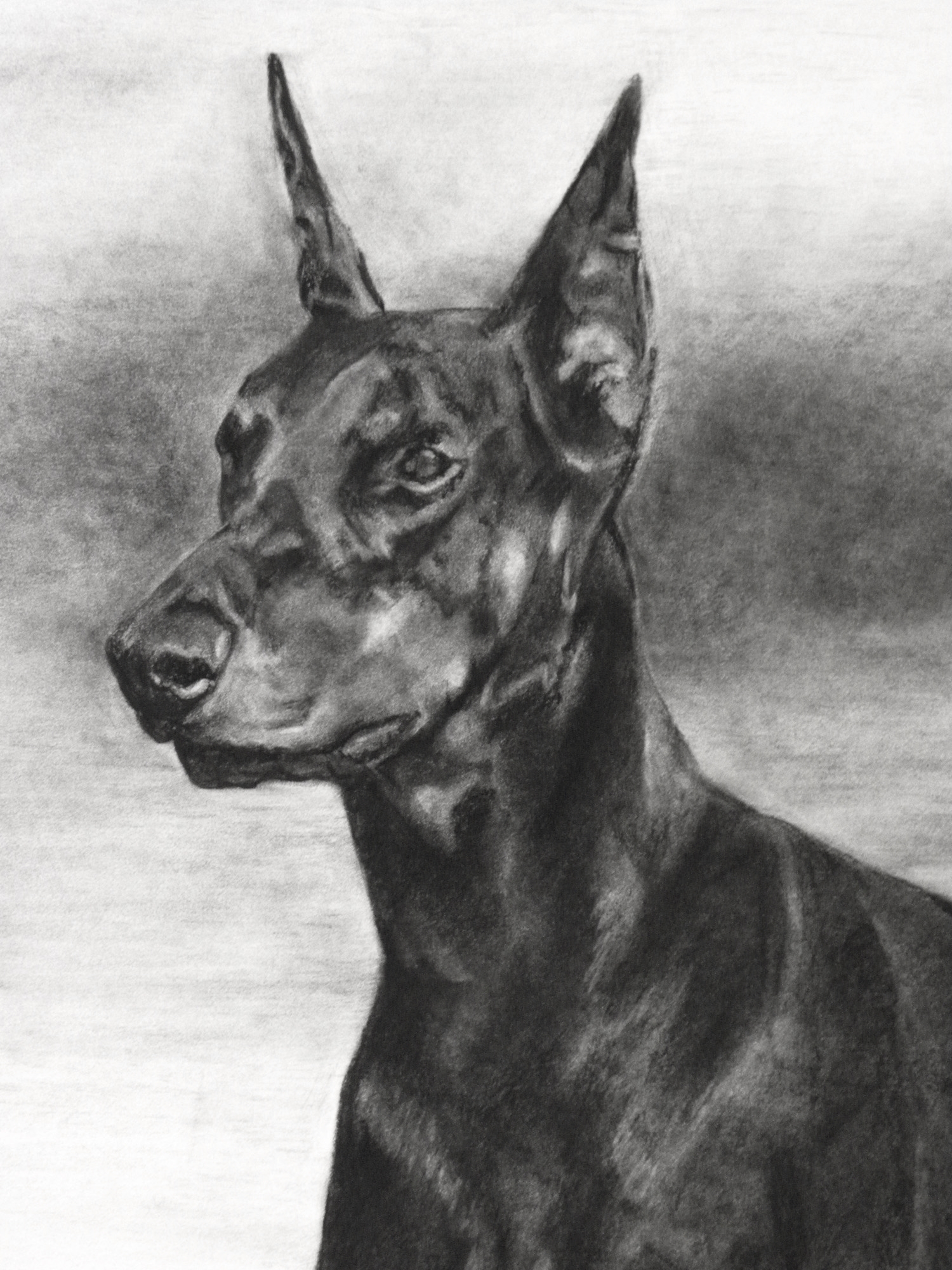 Doberman Pinscher, 14"x18"