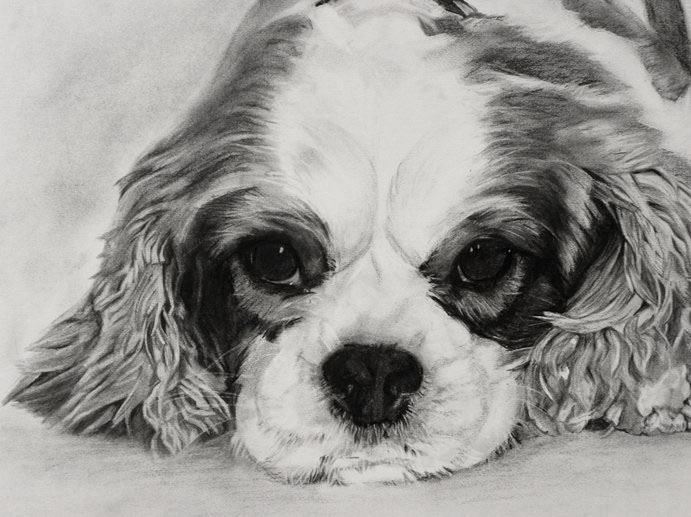 King Charles Spaniel, 11"x14"