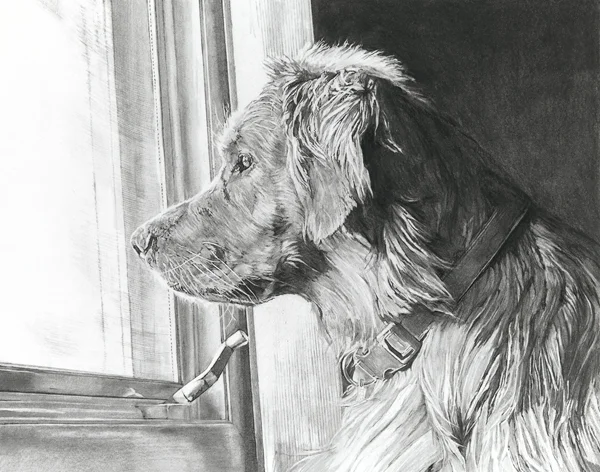 11"x14" charcoal dog drawing