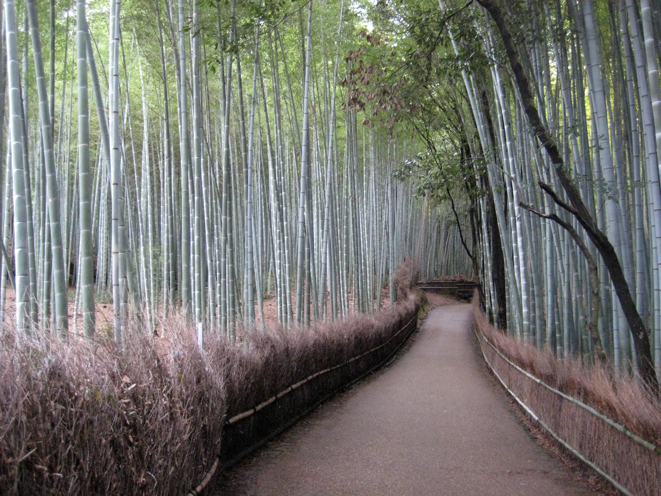 Bamboo. JAPAN, 2010