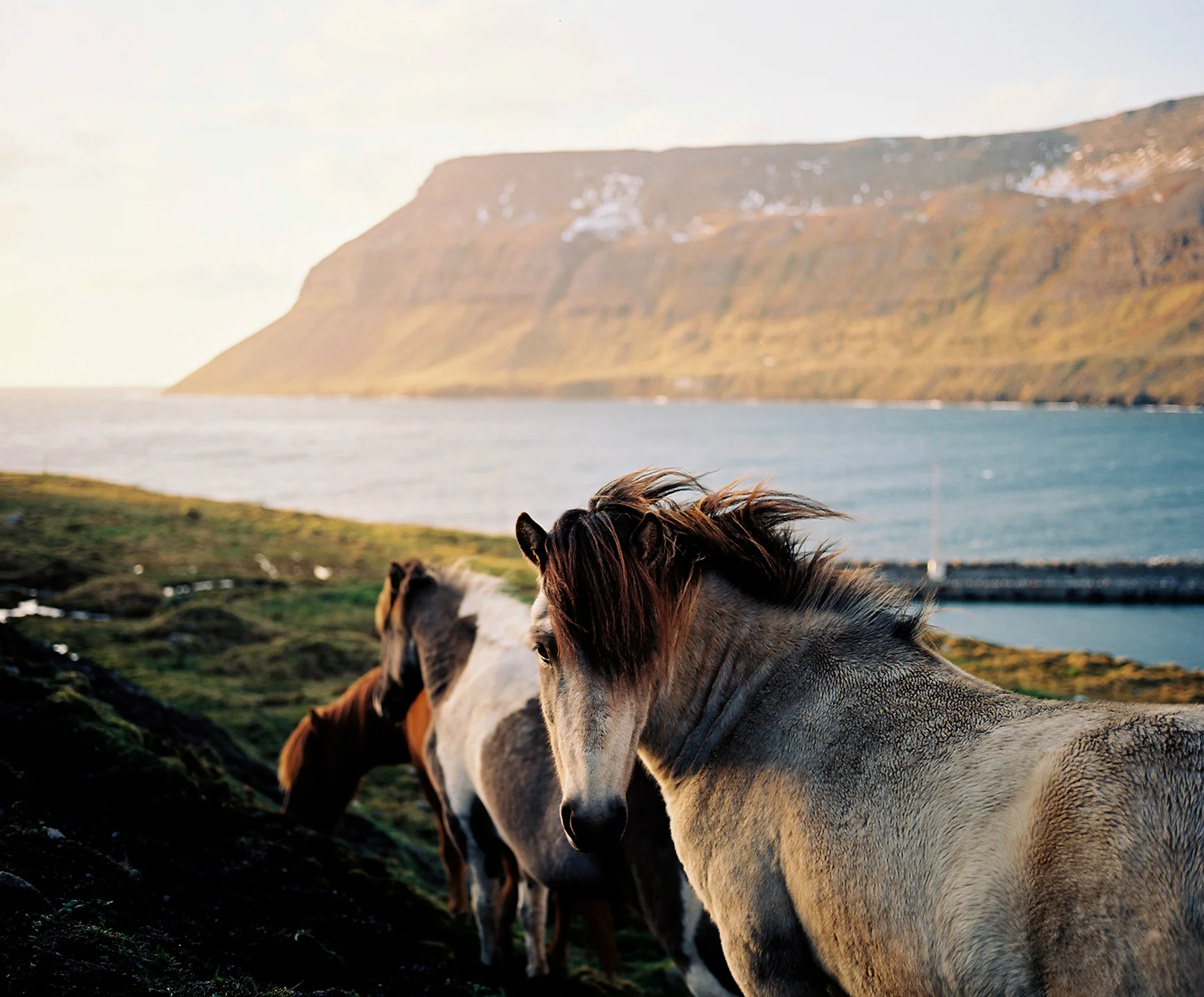 iceland_horses_fix.jpg
