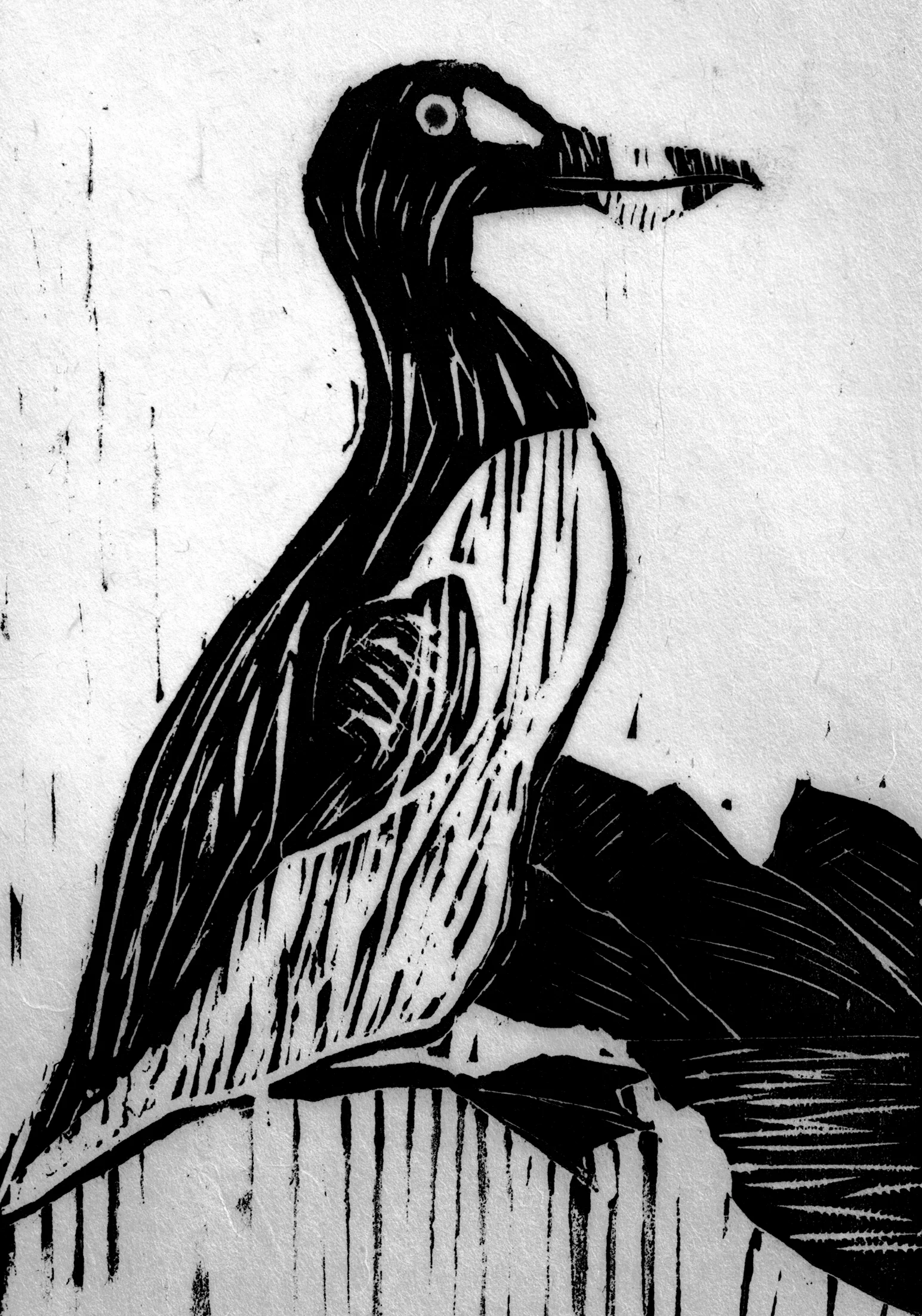 Great Auk