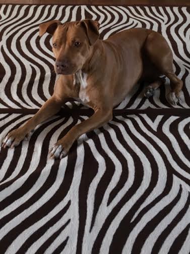Iris relaxing after Thanksgiving. Martin Pierce hardware Los Angeles CA 90016