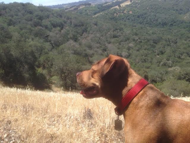 Iris enjoying the view in Paso Robles countryside Martin Pierce Hardware Los Angeles CA